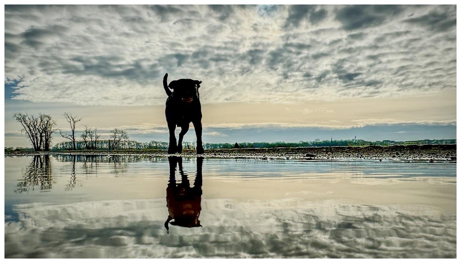 A black dog stands near a body of water, reflecting in its surface, with dramatic clouds and trees in the background. The scene captures a tranquil outdoor moment.