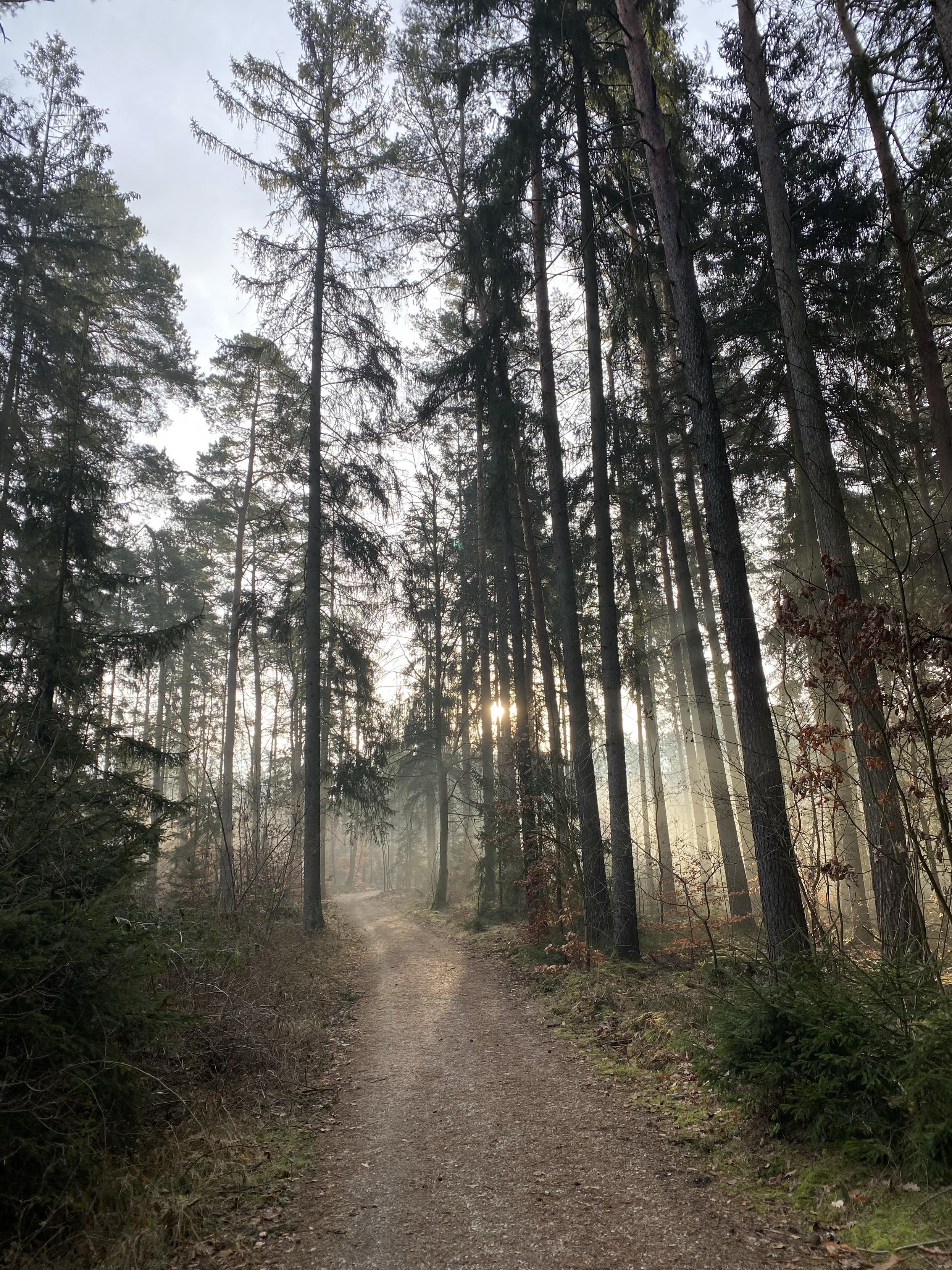 Wald am morgen 
