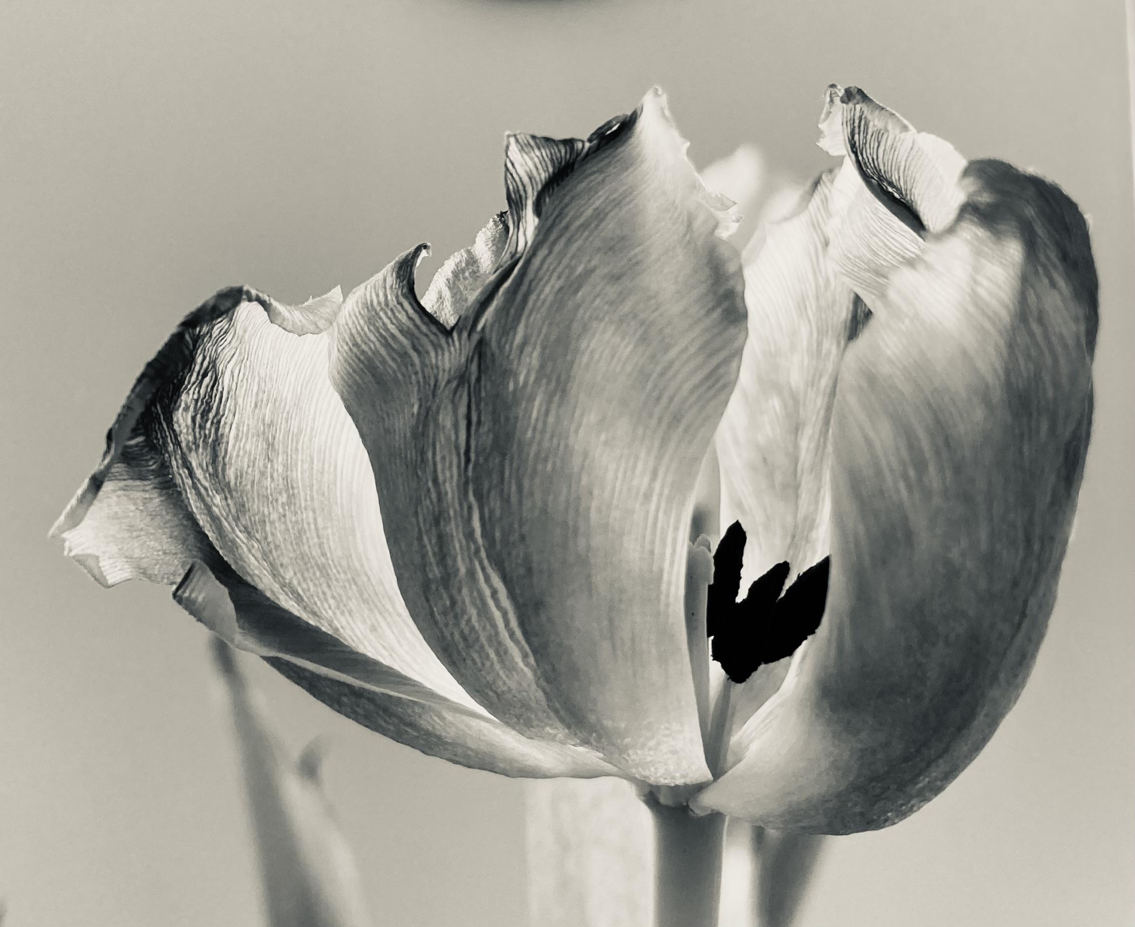 Nahaufnahme einer fast verblühten Tulpenblüte in schwarz-weiß-sepia Nahaufnahme einer fast verblühten Tulpenblüte in schwarz-weiß-sepia