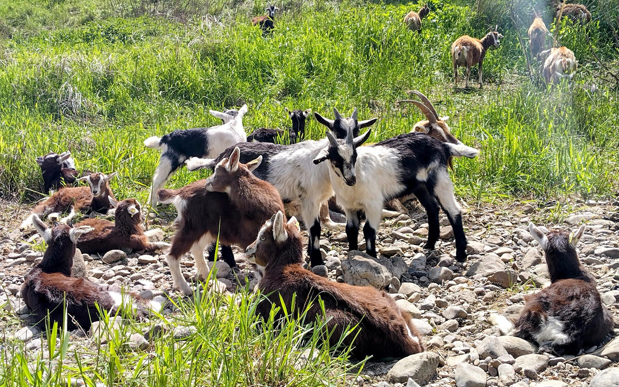 Bunte Mischung aus Ziegenlämmer Bunte Mischung aus Ziegenlämmer