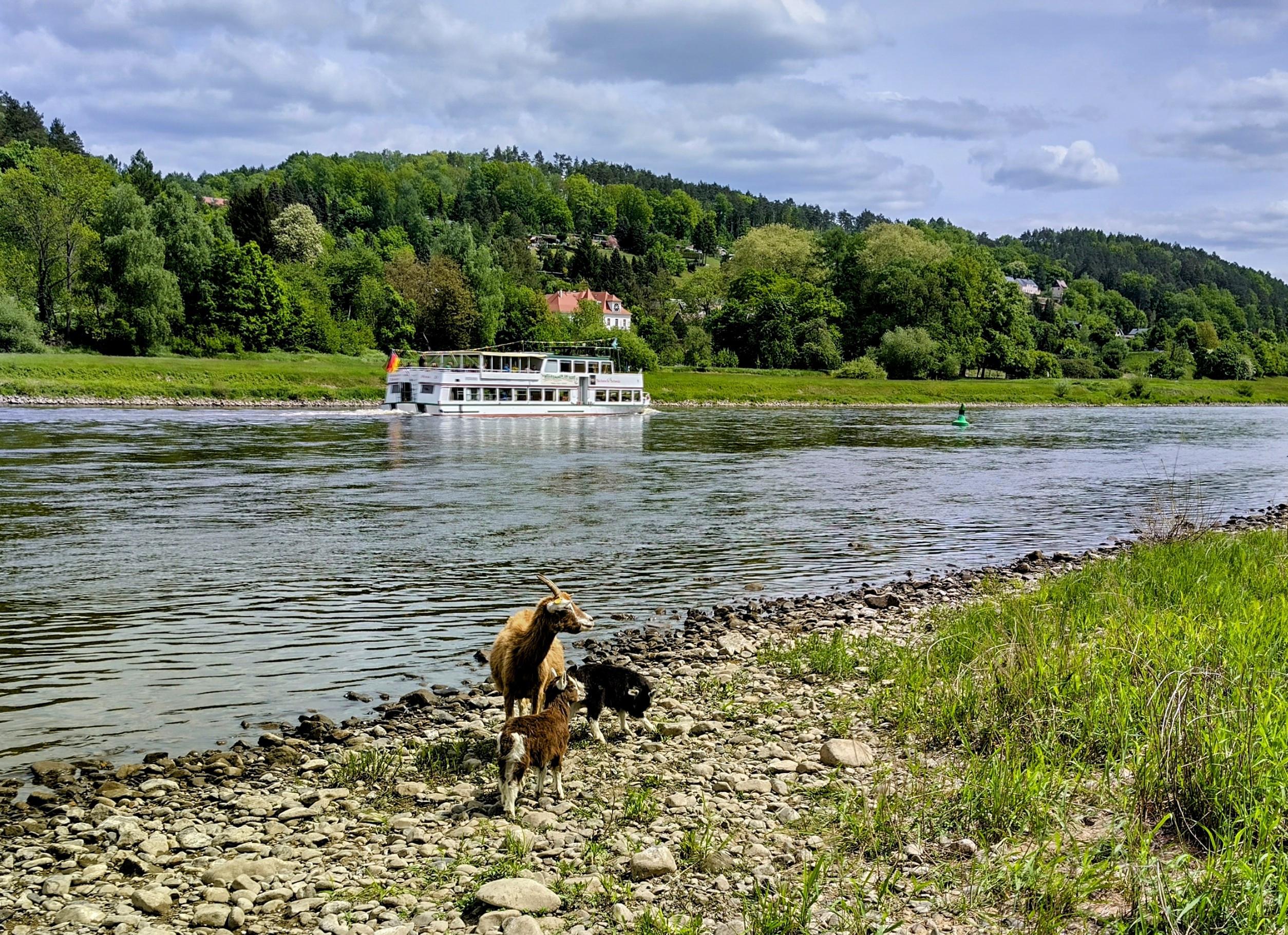Ziege mit Lämmer vor einem Schiff an der Elbe Ziege mit Lämmer vor einem Schiff an der Elbe