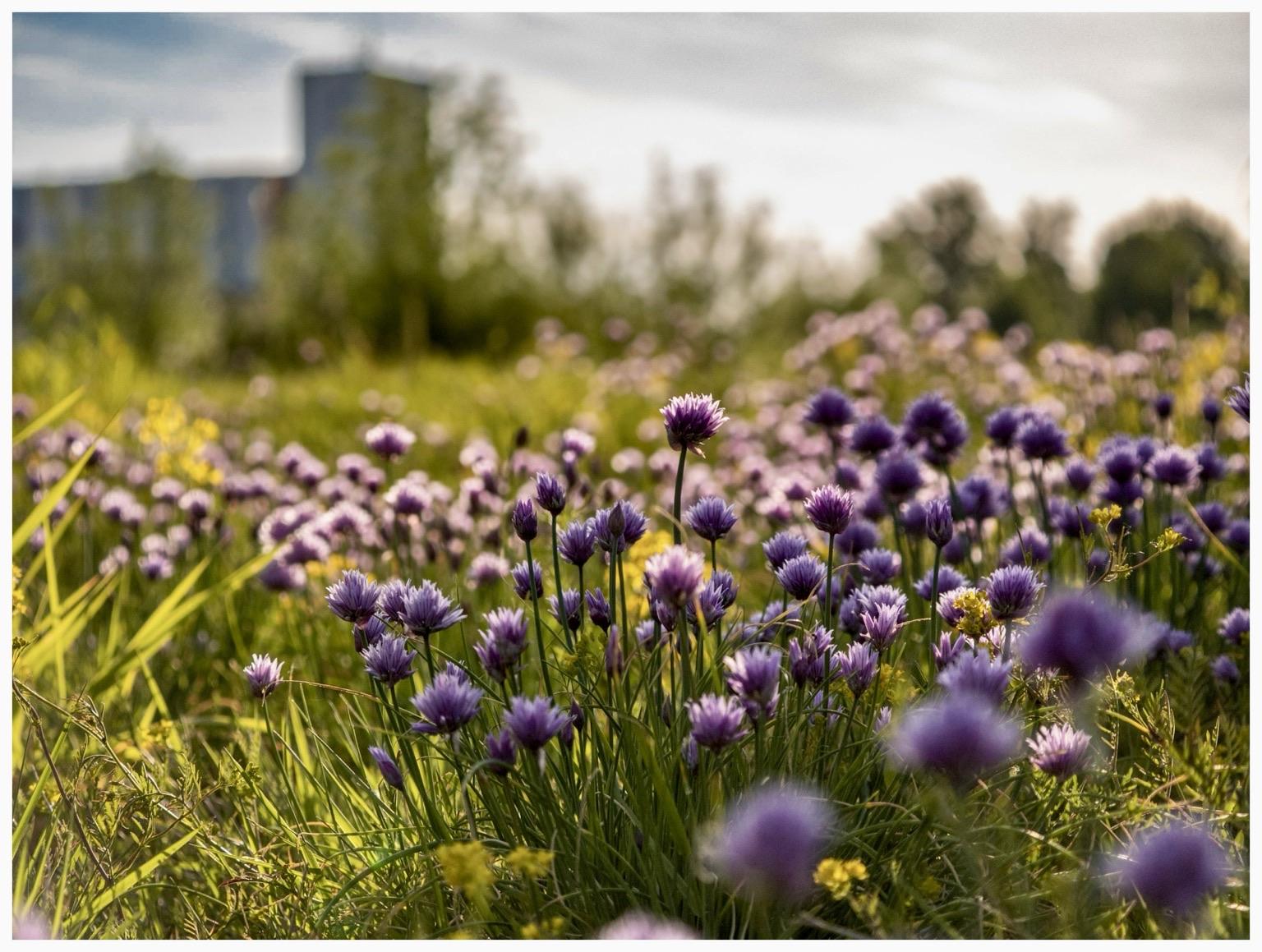 A field of purple flowers with green grass, illuminated by soft sunlight. In the background, there is a blurred building and trees. A field of purple flowers with green grass, illuminated by soft sunlight. In the background, there is a blurred building and trees.