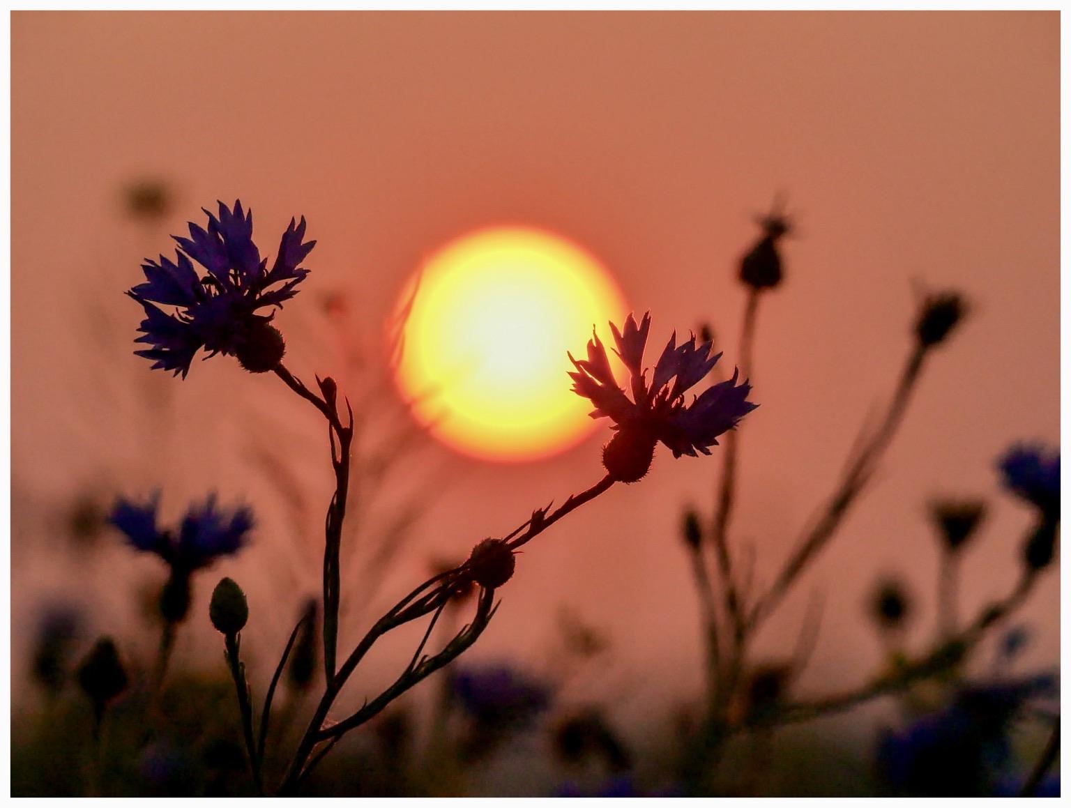 Silhouetted blue flowers in the foreground with a vibrant orange sun setting in the background, creating a warm and tranquil atmosphere. Silhouetted blue flowers in the foreground with a vibrant orange sun setting in the background, creating a warm and tranquil atmosphere.