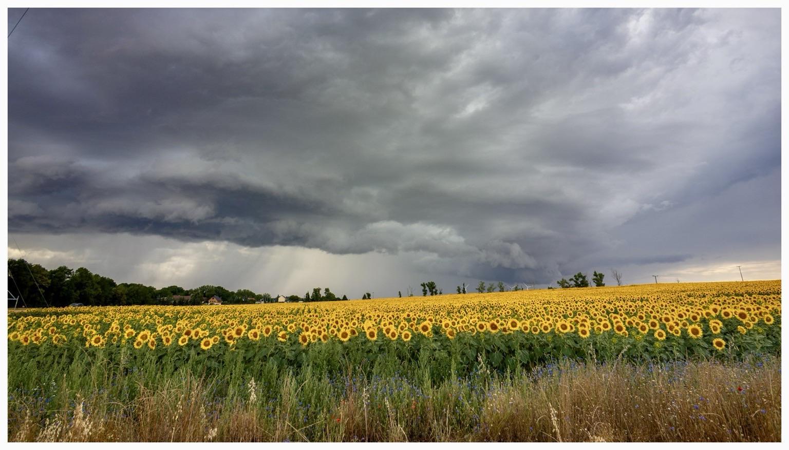 A vibrant field of sunflowers stretches across the foreground, set against a dramatic sky filled with dark clouds and hints of impending rain. The landscape features a line of trees and distant structures along the horizon. A vibrant field of sunflowers stretches across the foreground, set against a dramatic sky filled with dark clouds and hints of impending rain. The landscape features a line of trees and distant structures along the horizon.
