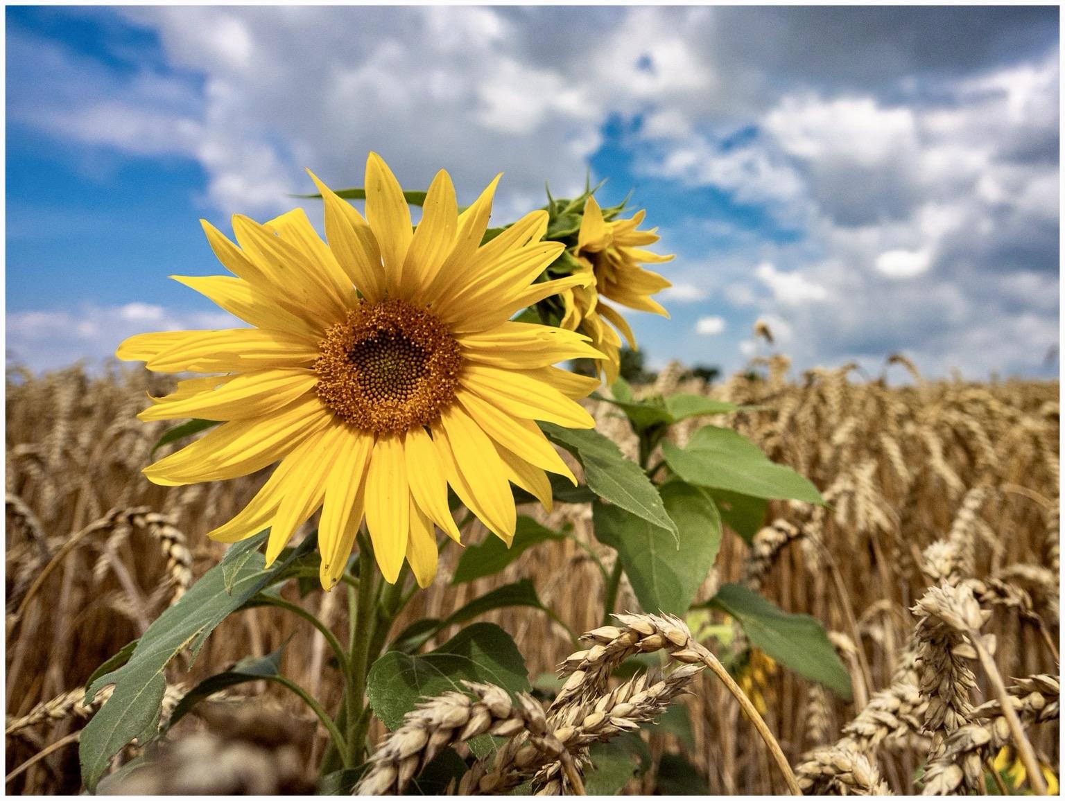 A vibrant sunflower in the foreground with yellow petals and a brown center, surrounded by golden wheat fields. The sky above is partly cloudy, creating a bright, summer atmosphere.