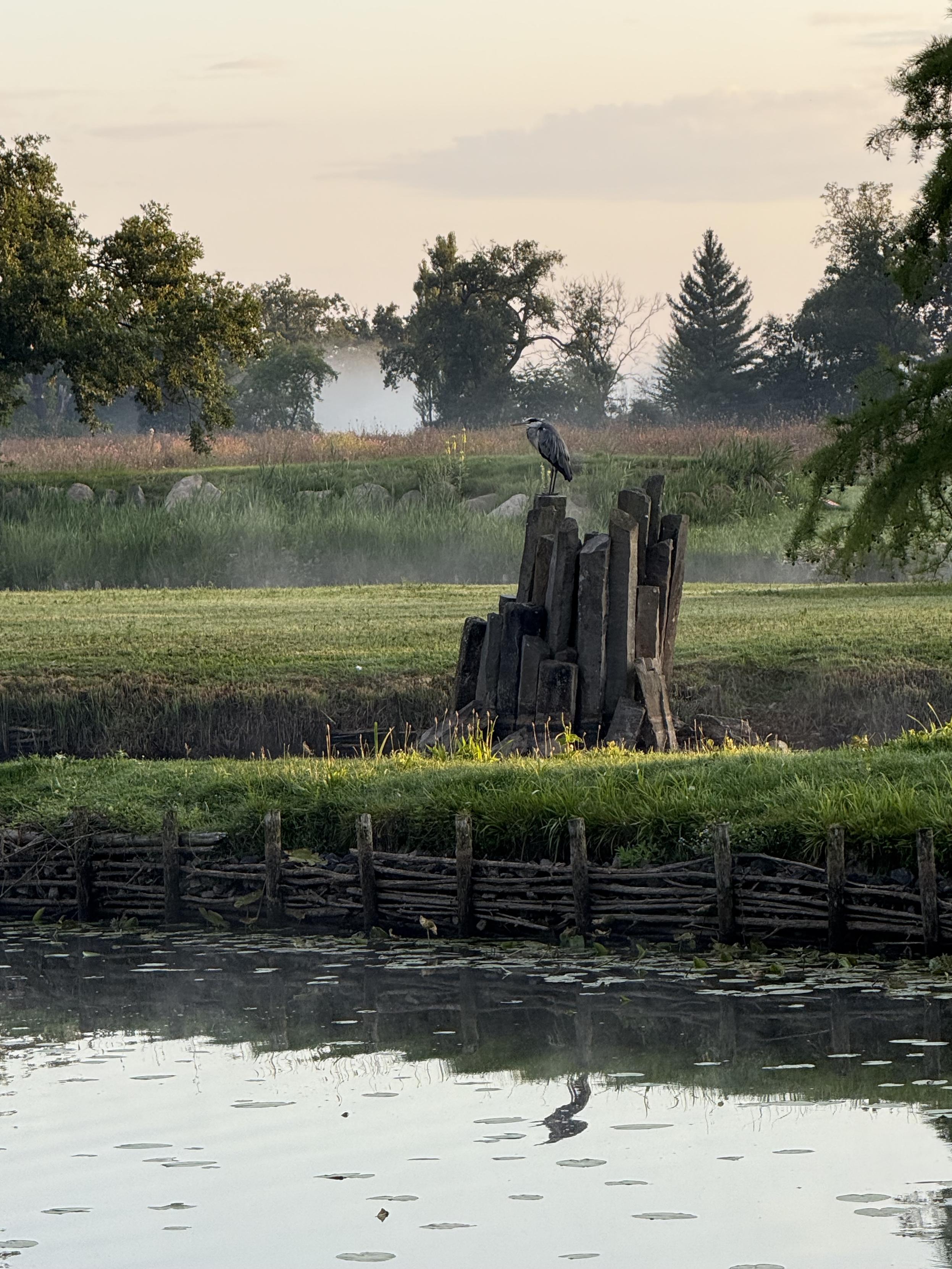 Ein Wasservogel sitzt auf einem Stein im See Ein Wasservogel sitzt auf einem Stein im See