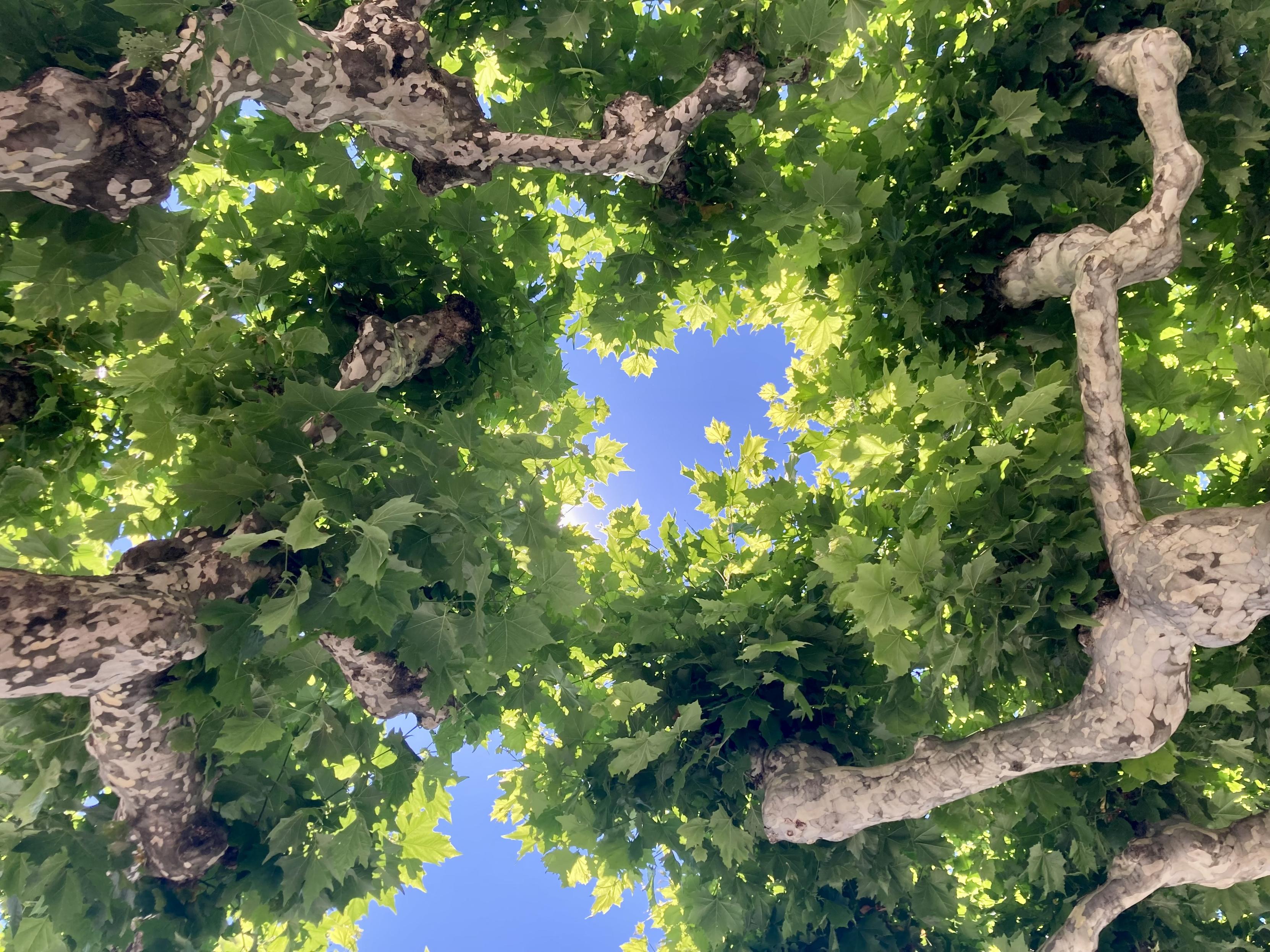 Blick nach oben in Platanenbäume auf blauen Himmel