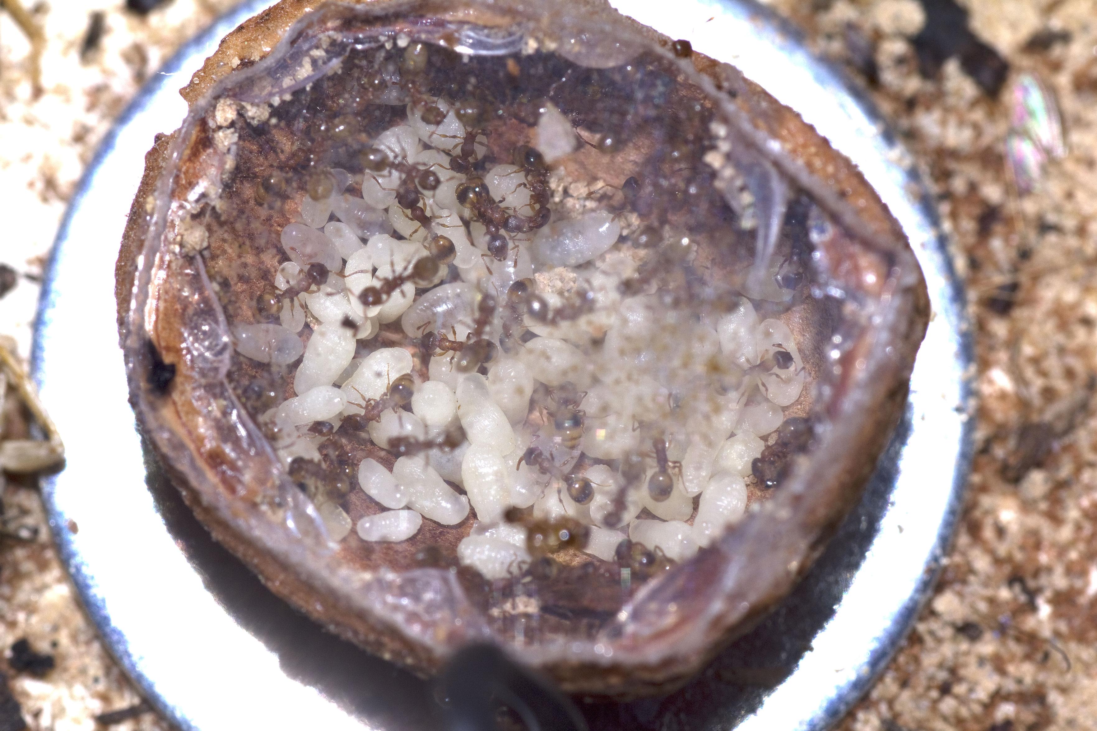 Eine halbierte Haselnuss mit einer aufgeklebten Scheibe. Im Inneren der Haselnuss sitzen viele winzige Ameisen auf einem Haufen Larven.