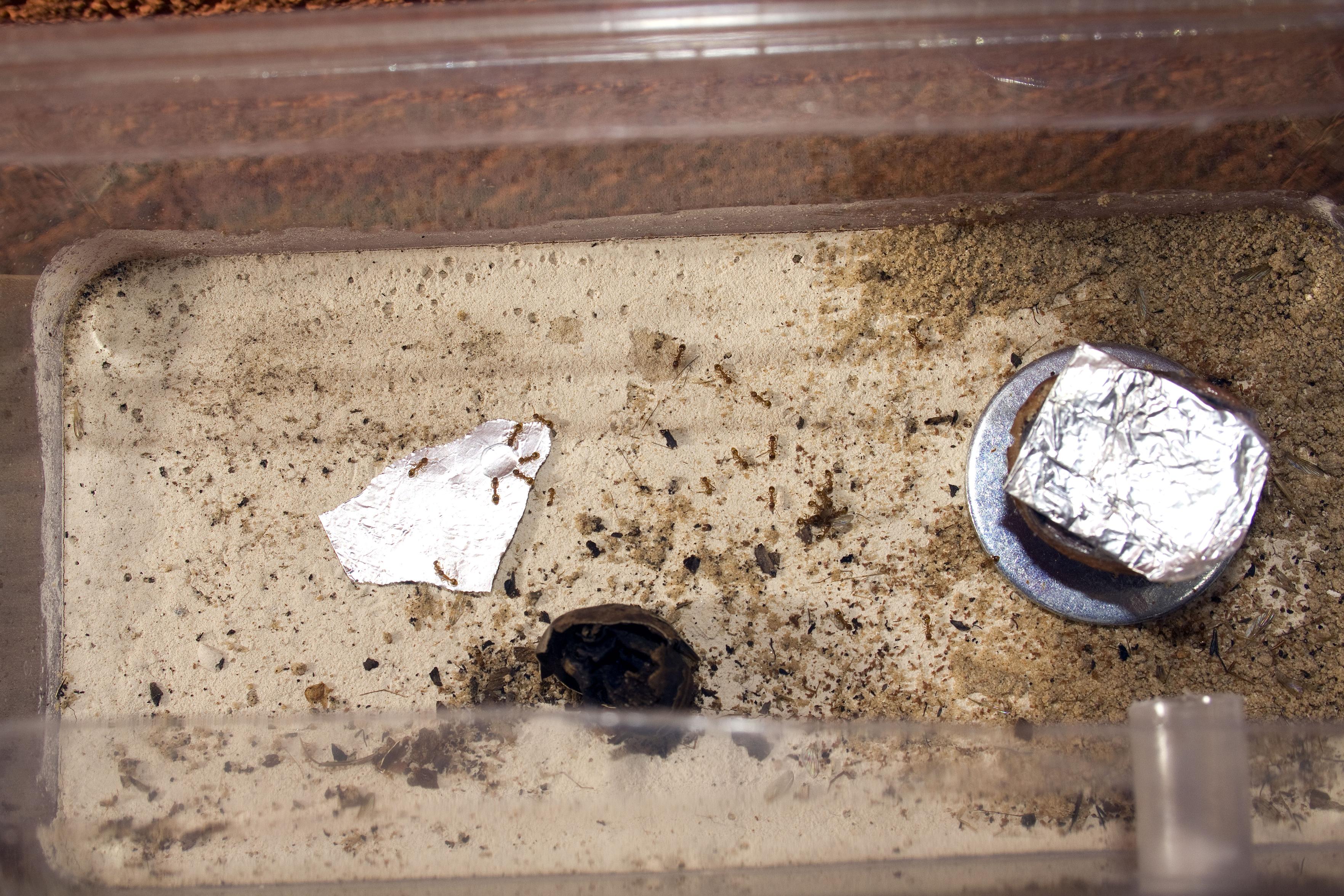 Eine kleine Rocher Kunststoffbox mit ausgeschnittenem Deckel. Der Boden wurde mit Gips ausgegossen. Auf einem Stück Alufolie ist ein Tropfen einer Flüssigkeit, die von winzigen Ameisen ausgesogen wird. Daneben steht das Nest, das aus einer halbierten Haselnuss besteht und mit Alufolie abgedeckt wurde.