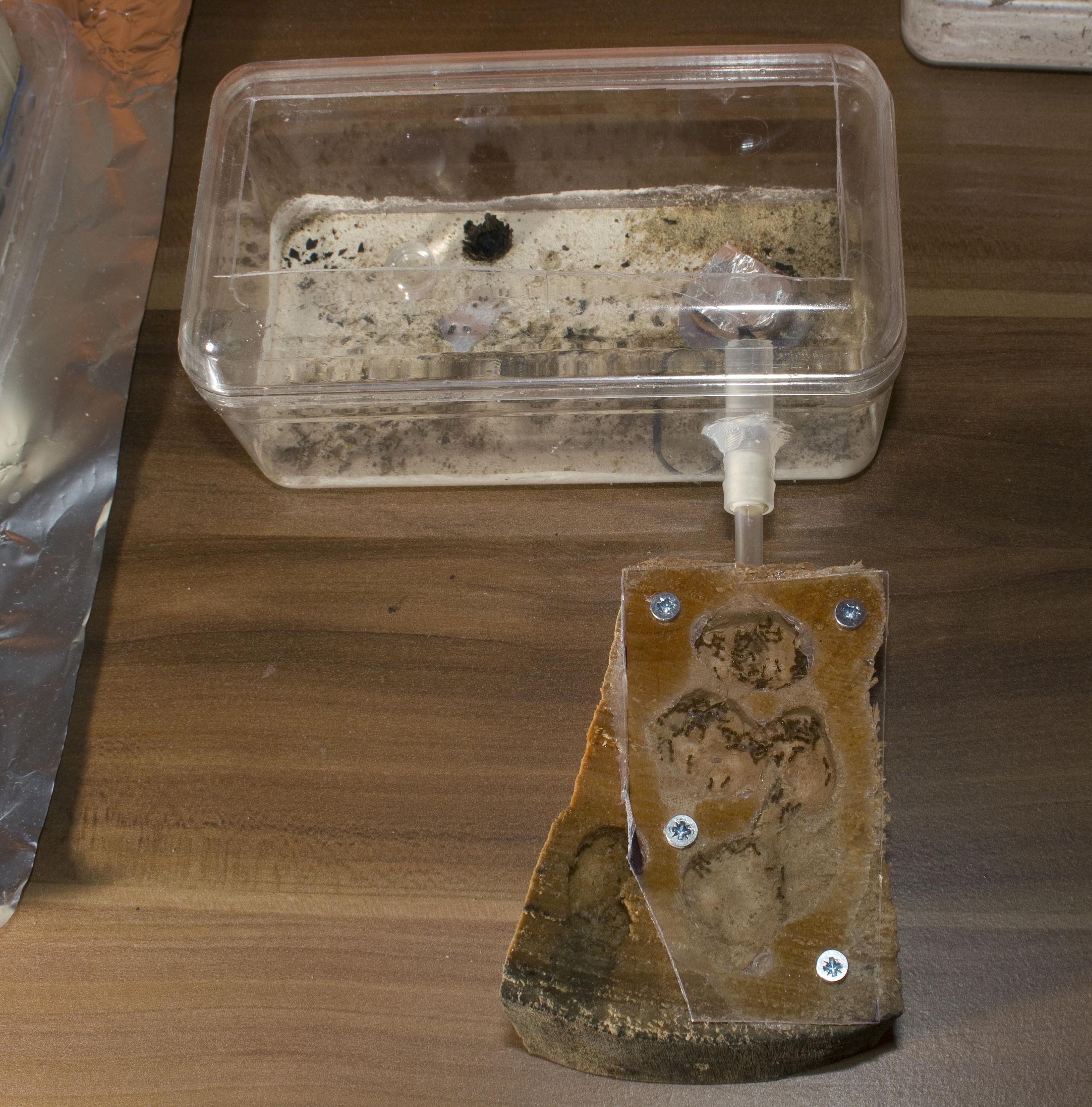 Eine kleine Rocher Kunststoffbox mit ausgeschnittenem Deckel. Der Boden wurde mit Gips ausgegossen. Über eine kleine Rohrverbindung ist ein kleines ausgefrästes Holznest mit Plexiglas Abdeckung angeschlossen. Im Nest kann man winzige Ameisen und Larven sehen.