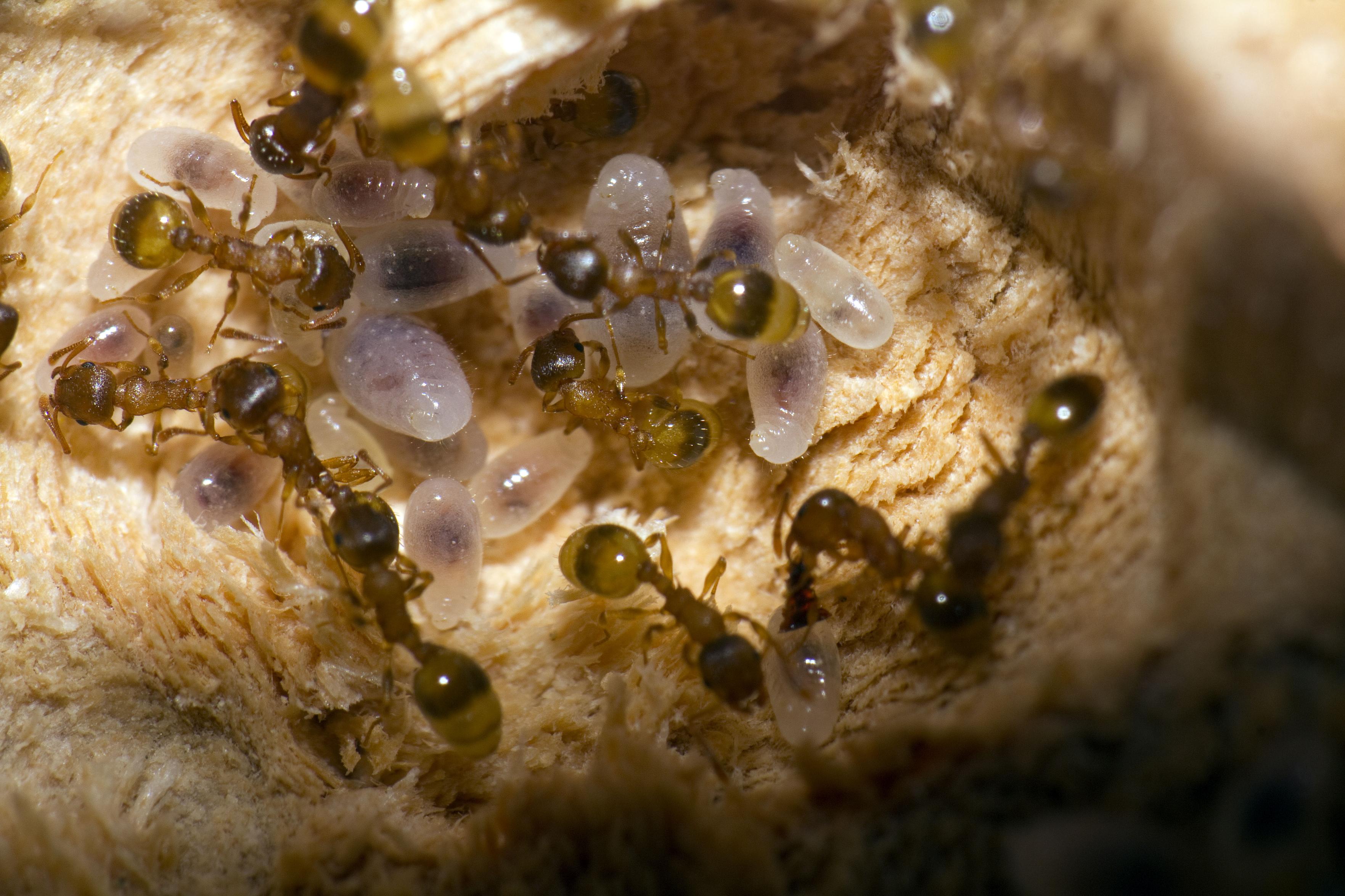 Winzige Ameisen in einem Holznest zwischen ihren Larven bei der Brutpflege.