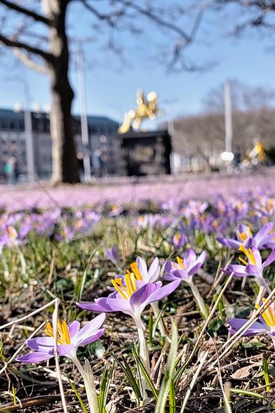 Nahaufnahme von lila Krokussen mit leuchtend gelben Staubblättern auf einer Wiese; im Hintergrund unscharf ein Baumstamm, städtische Gebäude und eine goldene Statue (Der goldene Reiter) an einem sonnigen Tag.
