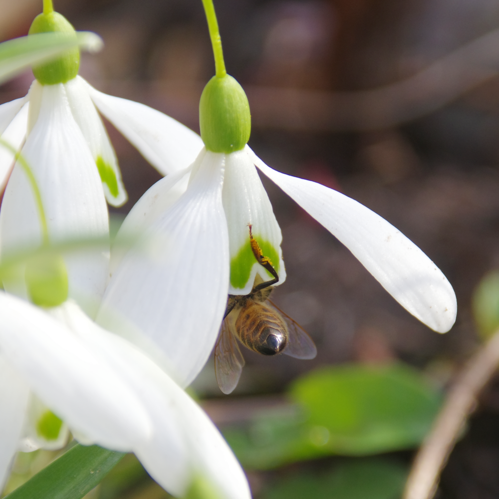 Weiße, hängende Blüte mit grüner Zeichnung wird von einer Honigbiene besucht.
