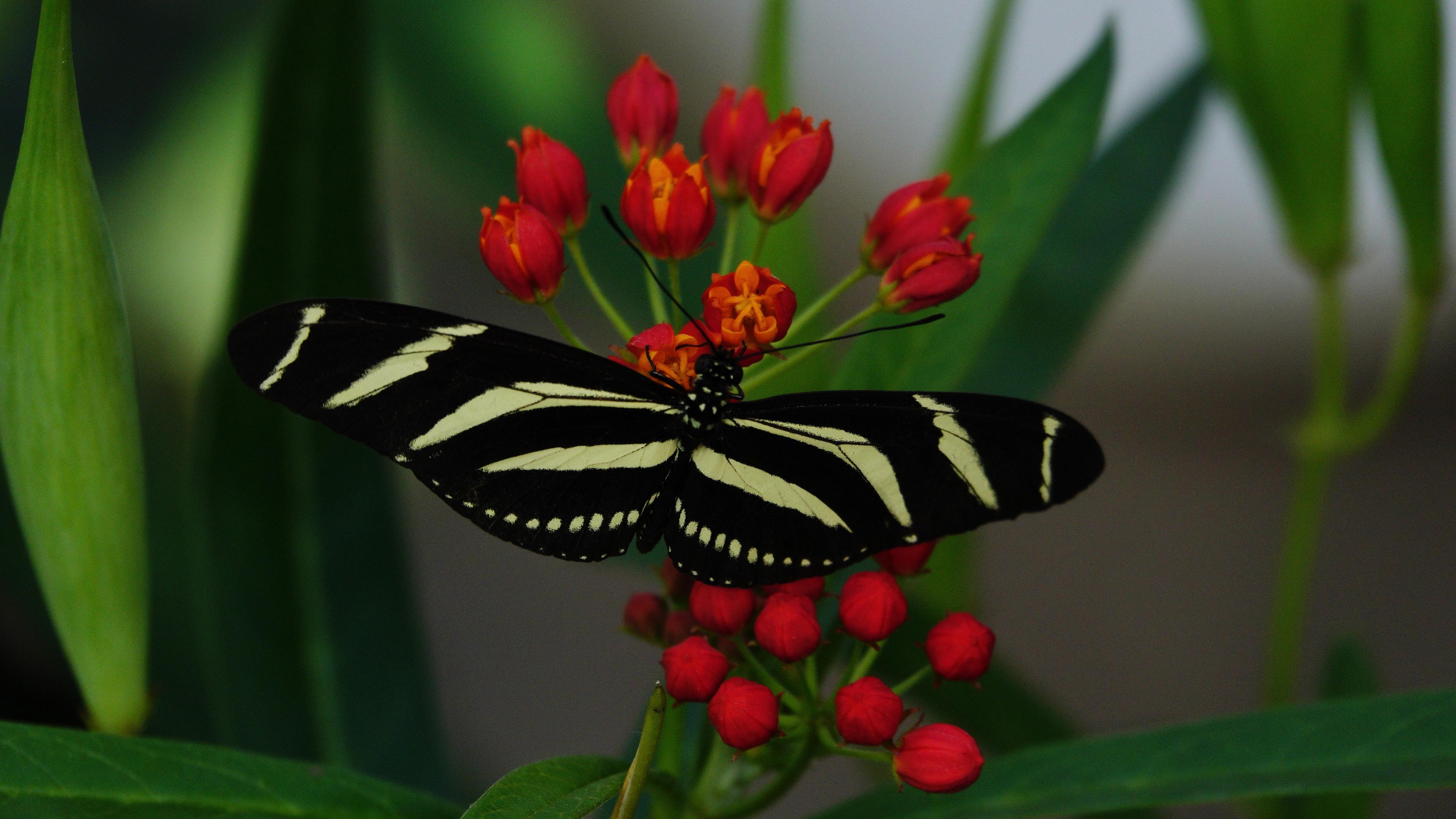 Ein schwarz-weiß gestreifter Schmetterling sitzt auf einer Gruppe von roten und orangefarbenen Blüten. Die Flügel des Schmetterlings sind schwarz mit markanten weißen Streifen und kleinen weißen Punkten am unteren Rand. Die Blüten befinden sich in verschiedenen Stadien, von geschlossenen roten Knospen bis zu geöffneten orangefarbenen Blüten. Im Hintergrund sind grüne Blätter und eine unscharfe, dunkle Umgebung zu sehen.
―