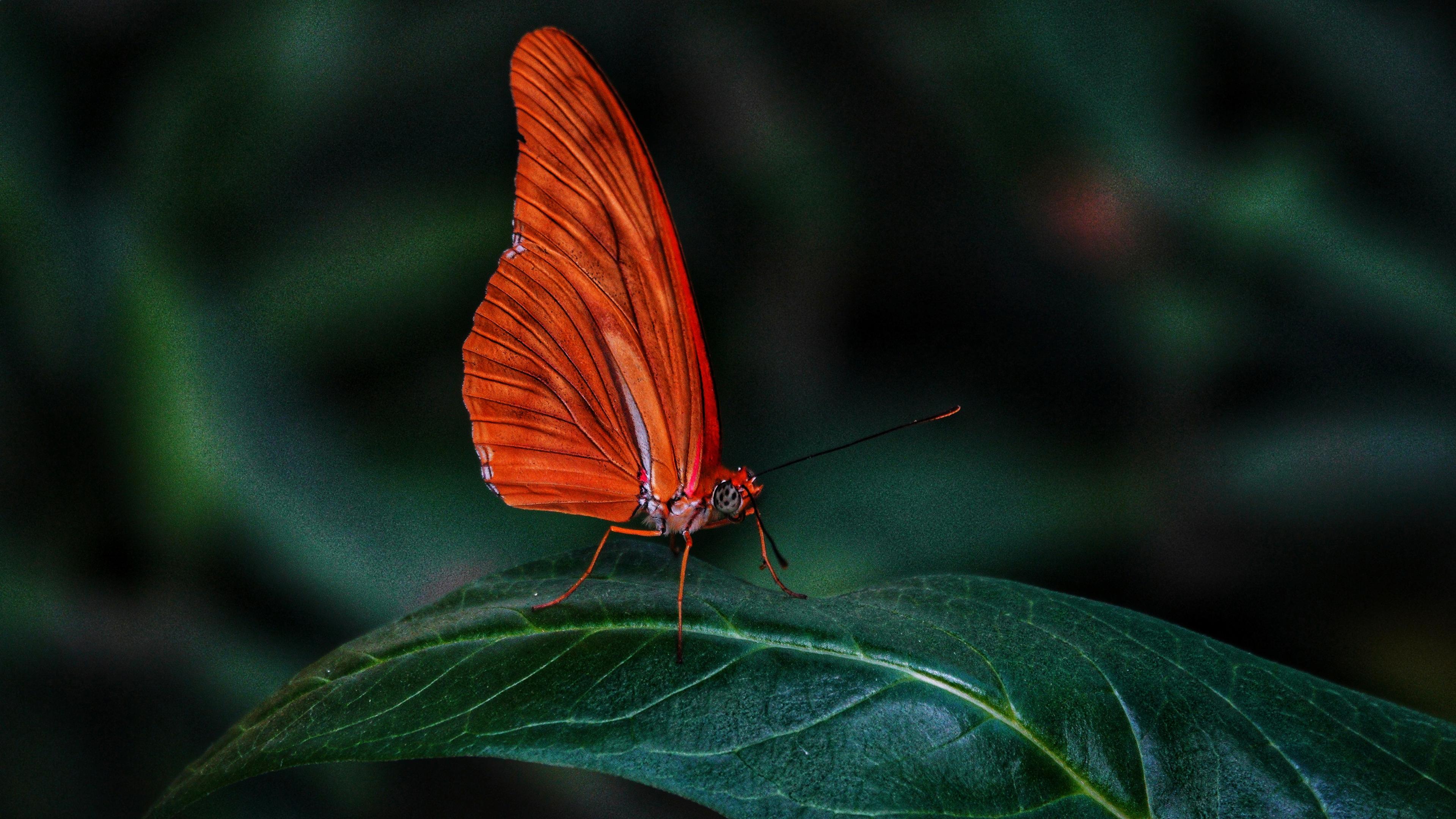 Ein Nahaufnahme-Foto eines orangefarbenen Schmetterlings, der auf einem grü grünen Blatt sitzt. Die Flügel des Schmetterlings sind leuchtend orange mit feinen, dunklen Linien. Seine dünnen Beine und Fühler sind auf dem Blatt und gegen den Hintergrund zu erkennen. Das Blatt darunter ist groß, dunkelgrün und weist eine sichtbare Aderung auf. Der Hintergrund besteht aus einer dunklen, unscharfen grünen Vegetation.
