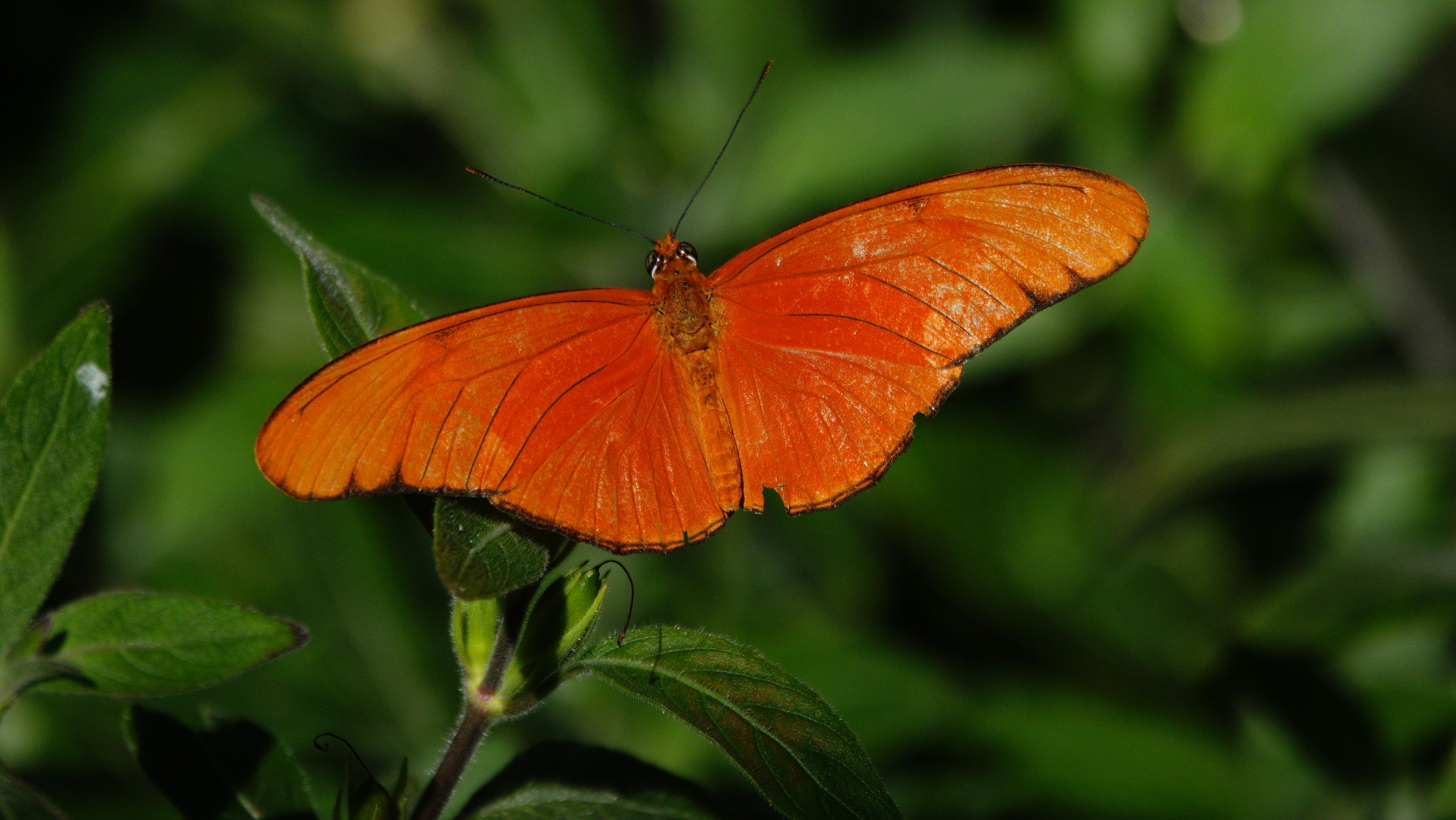 Ein leuchtend orangefarbener Schmetterling sitzt mit weit ausgebreiteten Flügeln auf grünen Blättern. Die Flügel weisen feine, etwas dunklere orangefarbene Adern auf. Vom Kopf des Schmetterlings ragen zwei dünne, schwarze Fühler nach oben. Die Blätter unter dem Insekt sind teilweise scharf abgebildet, während der restliche Hintergrund in einem dunklen, unscharfen Grün verschwimmt.