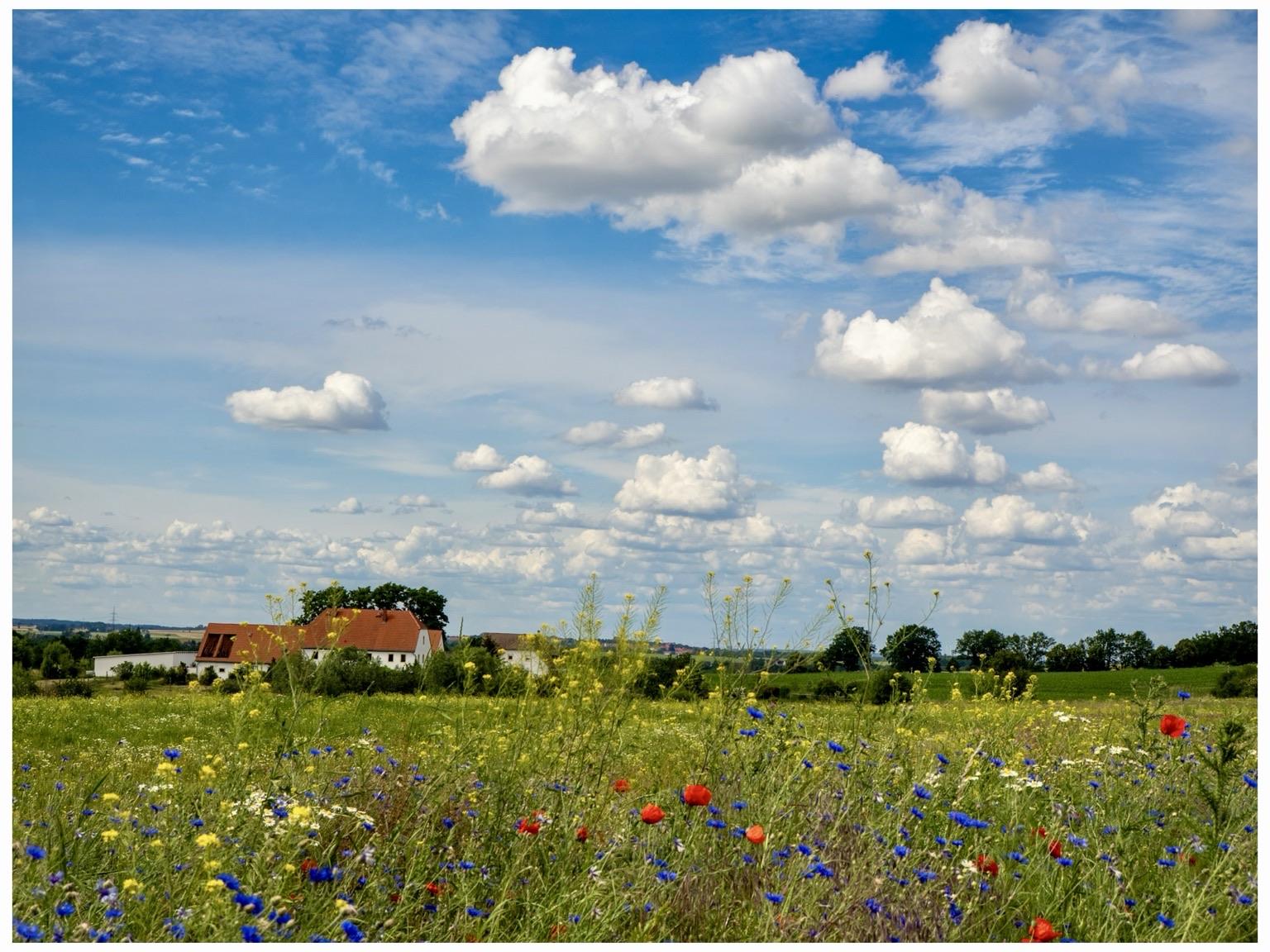 A scenic landscape featuring a vibrant field of wildflowers in the foreground, with a mix of red, blue, and yellow blooms. In the background, a quaint house with a red roof sits against a backdrop of green fields and a bright blue sky dotted