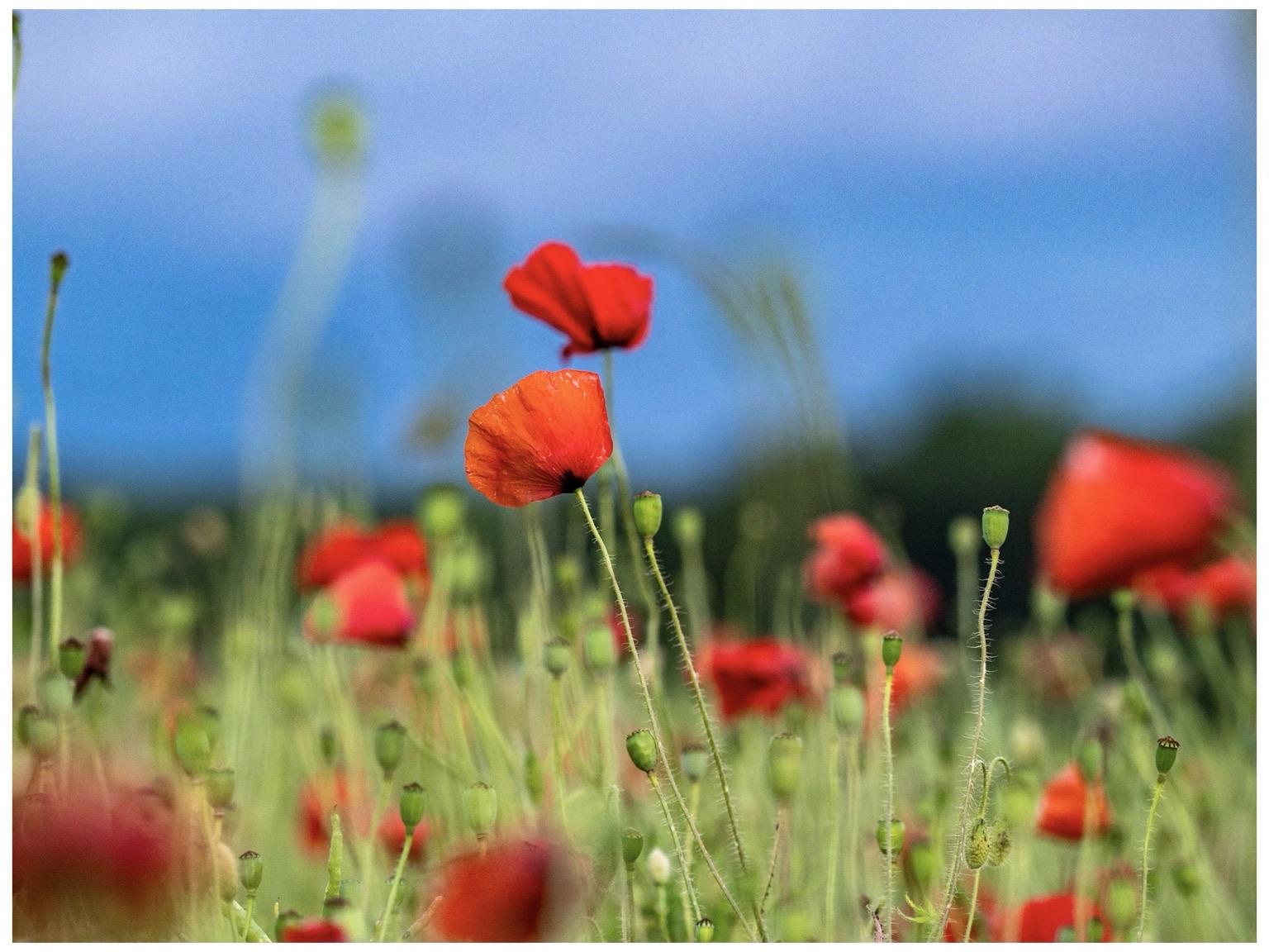 A vibrant field of red poppy flowers with green stems, set against a blurred blue sky. The image captures the delicate details of the petals and buds, creating a colorful and serene natural scene.