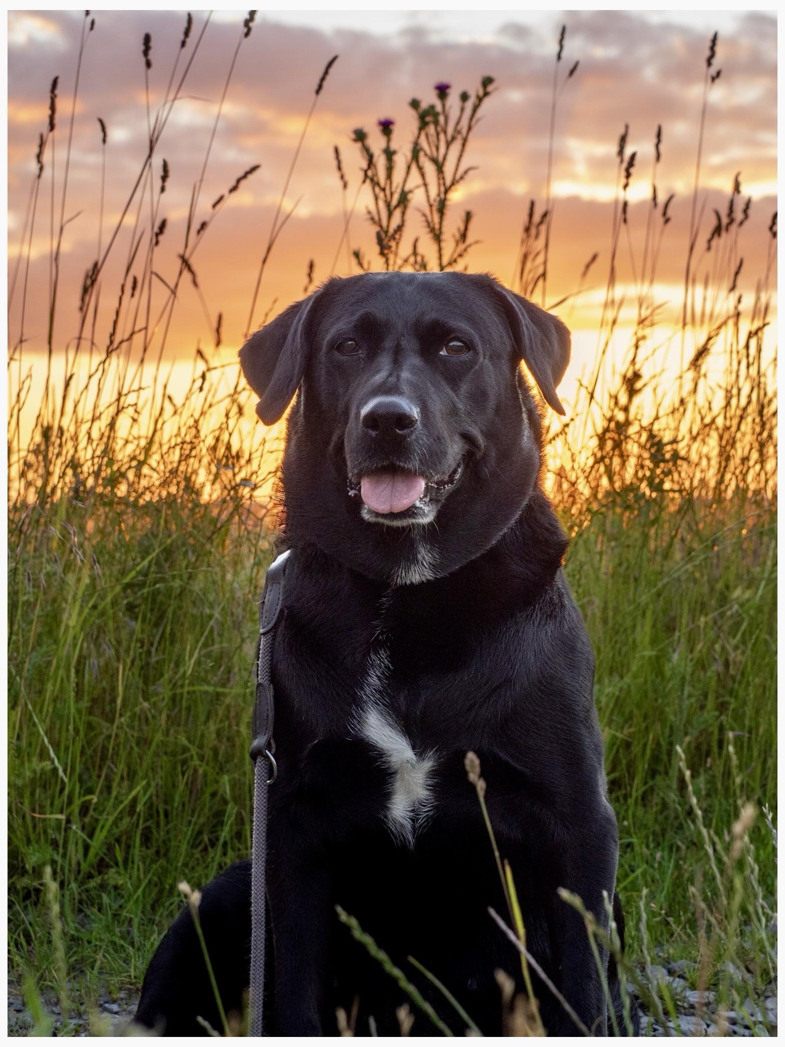A black labrador dog with a white patch on its chest sits in tall grass against a sunset backdrop, featuring hues of orange and pink in the sky.