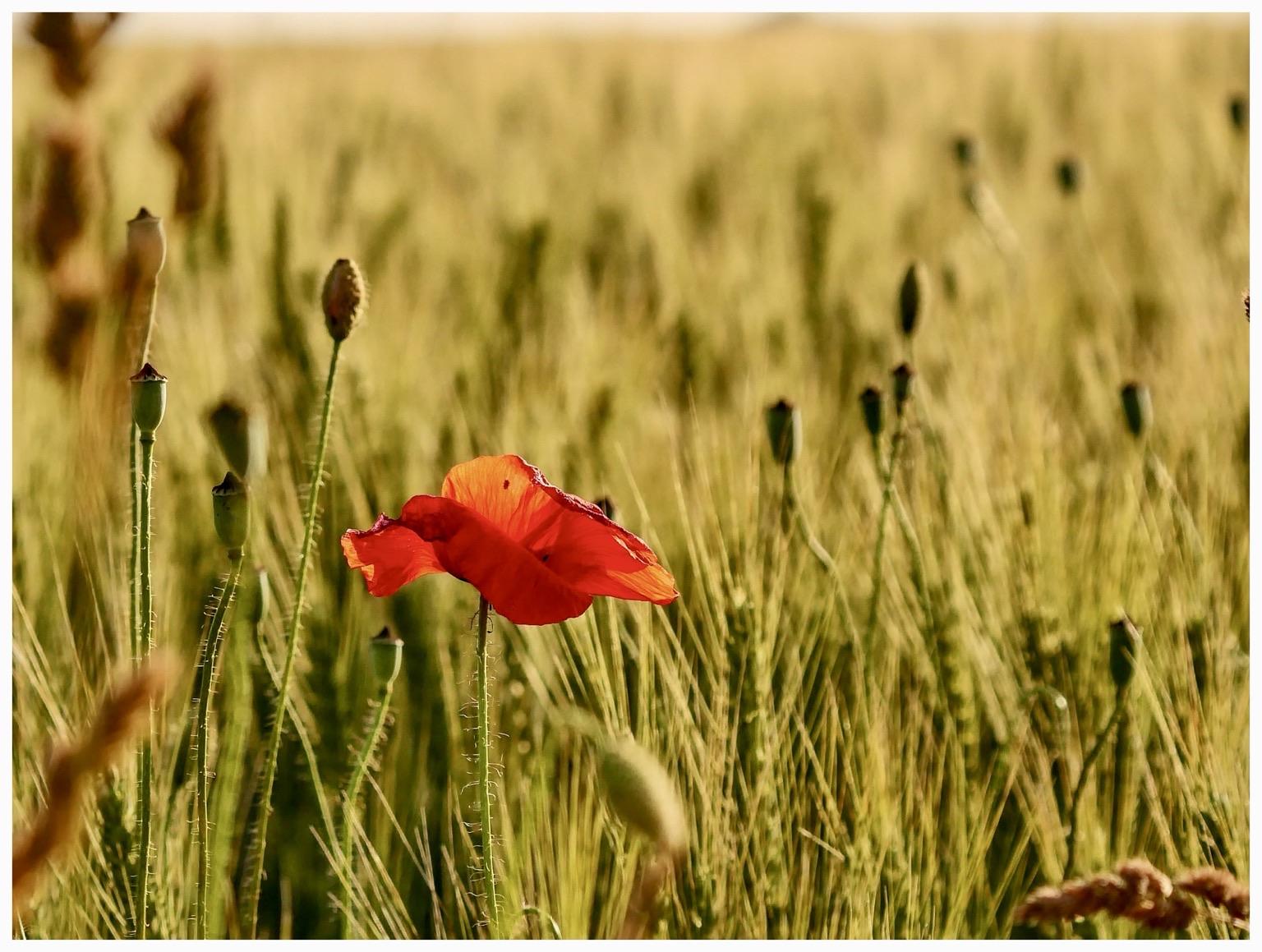 A vibrant red poppy stands out against a backdrop of tall, golden grass, with several seed pods visible nearby. The image captures a serene, natural setting illuminated by soft lighting.