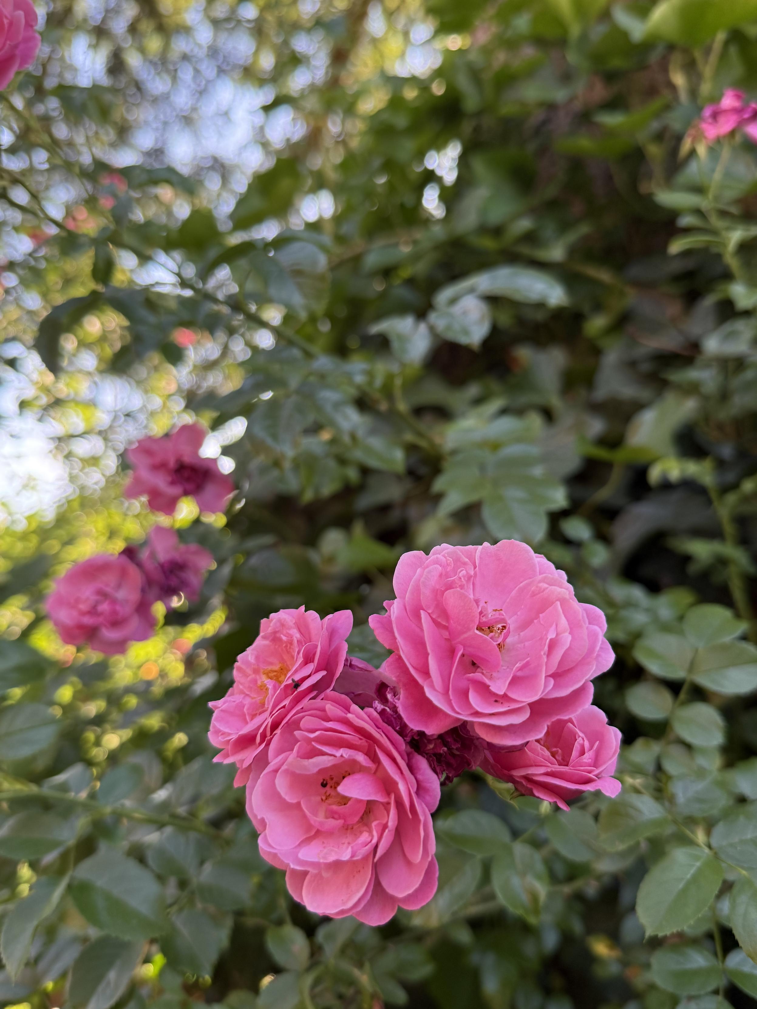 Rosen an der Tanne, nah