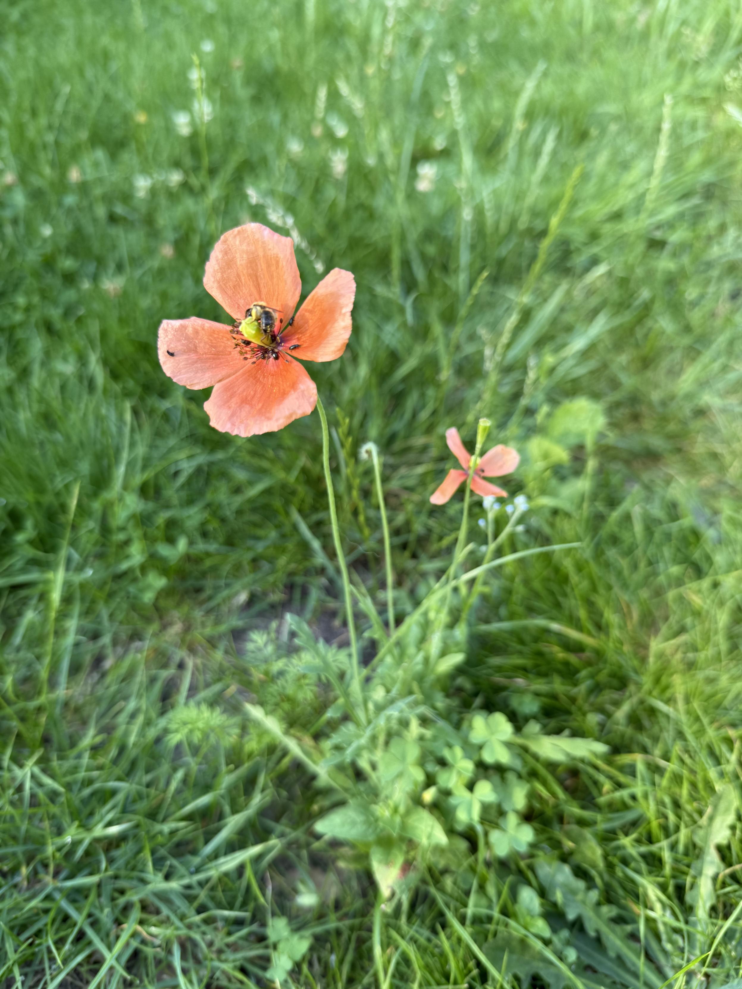 Mohn auf der Wiese