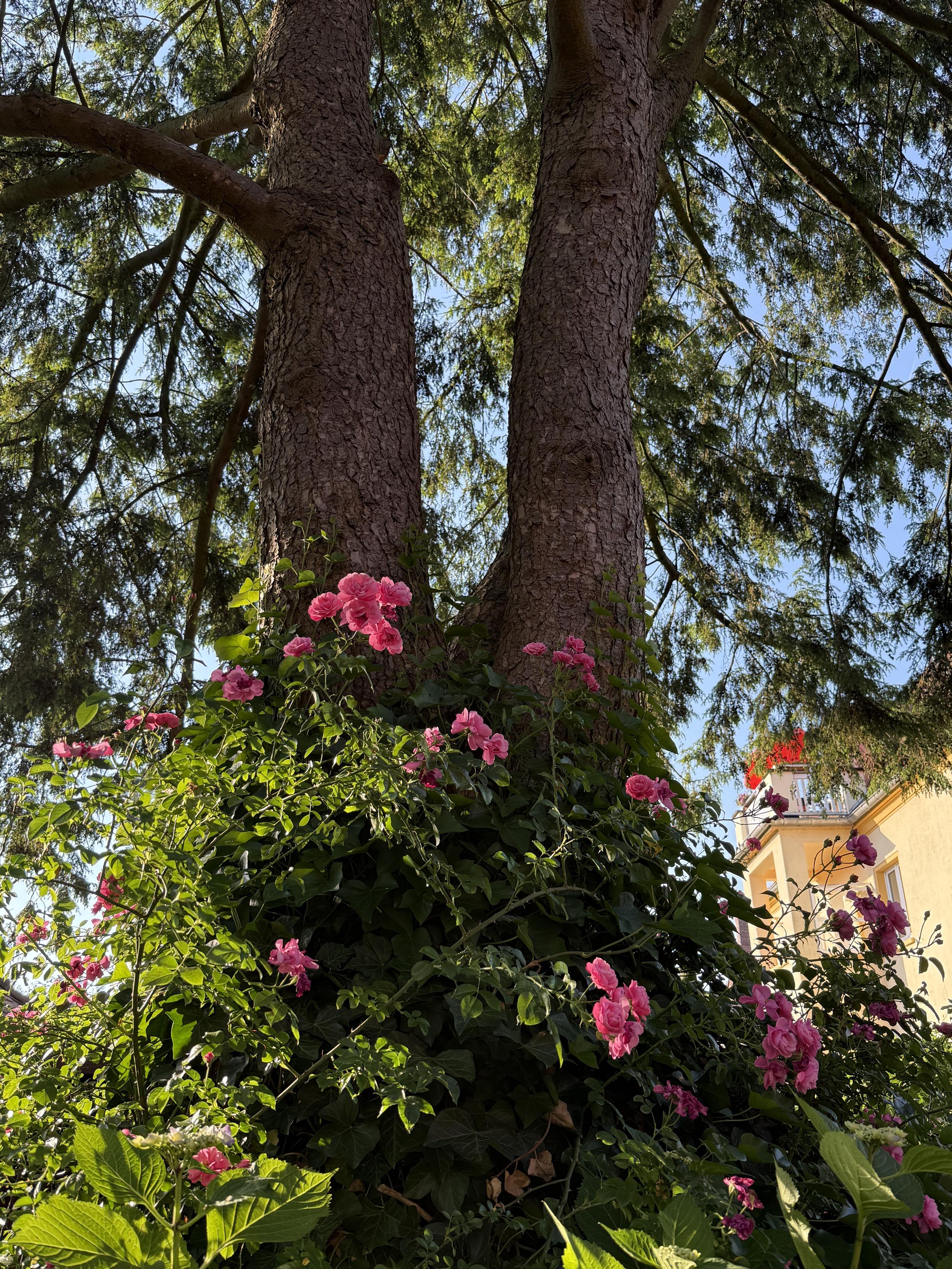 Rosen am Tannenstamm