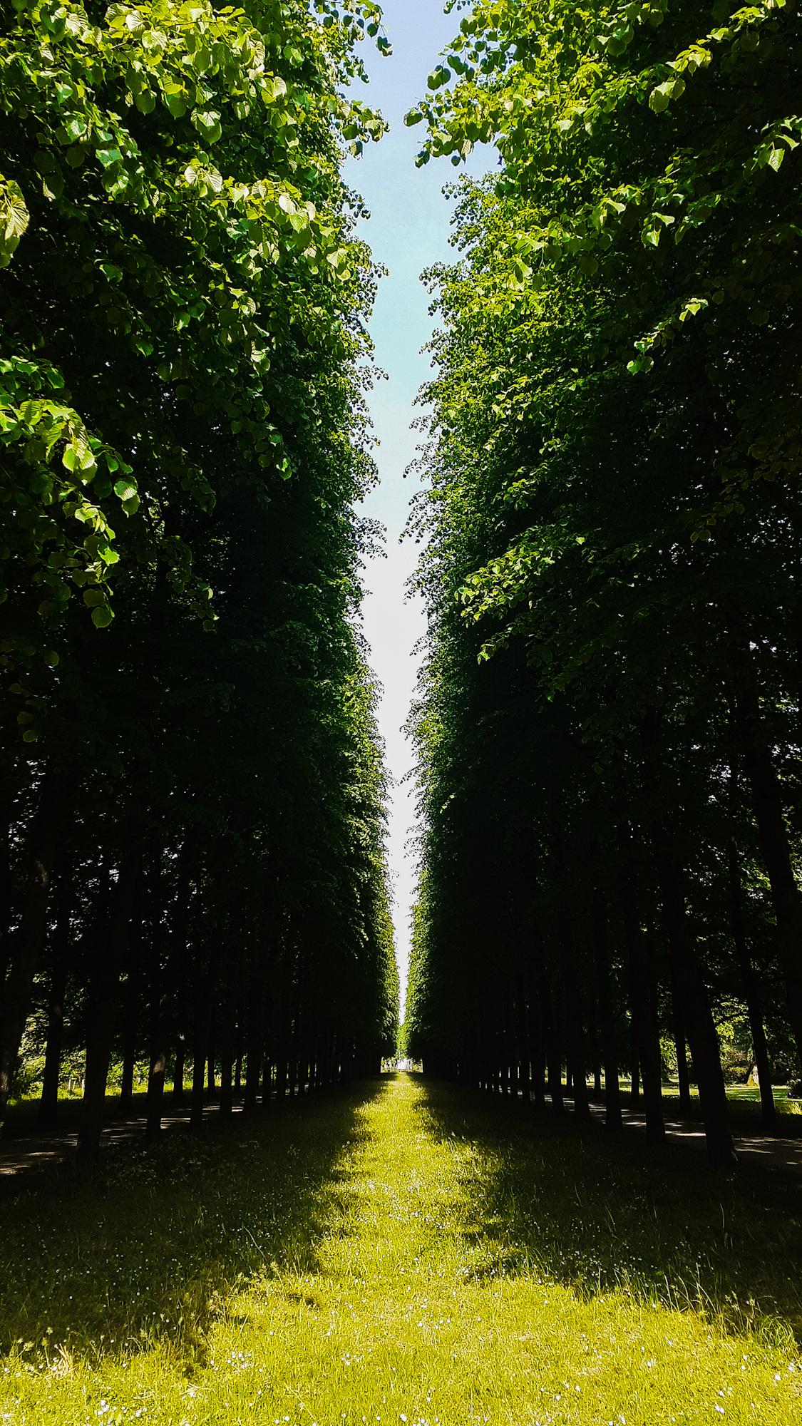 Blick in eine Allee von Linden, rechts und links je zwei Reihen, unter denen jeweils ein Weg verläuft. In der Mitte Rasenfläche