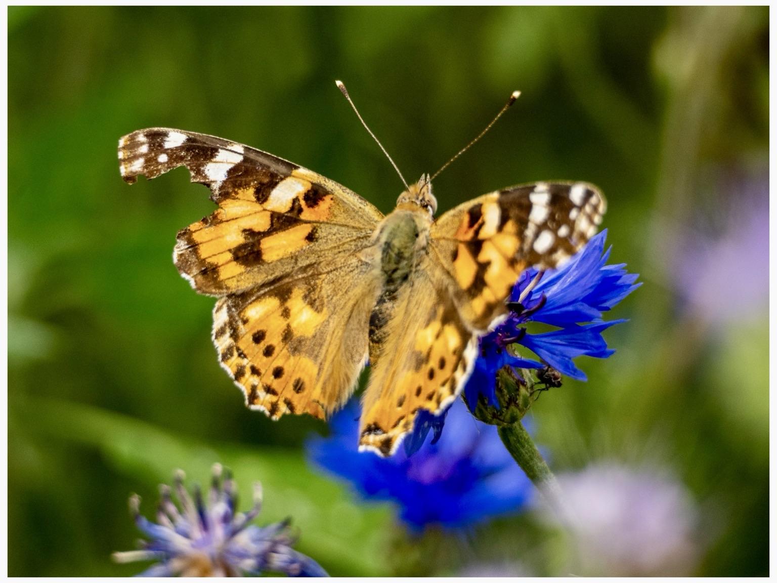 A colorful butterfly with orange and black markings rests on a vibrant blue flower. The background features blurred green foliage, creating a natural setting.