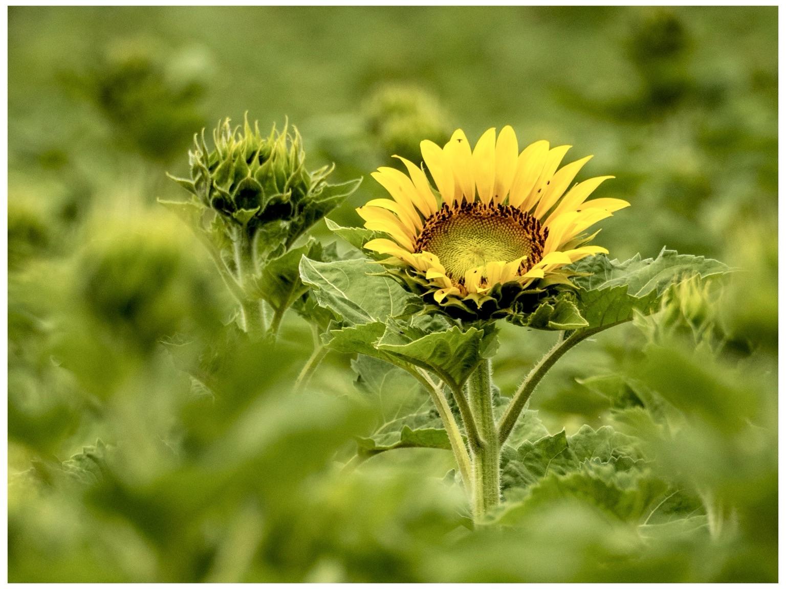A vibrant sunflower stands out in a field of greenery, surrounded by budding sunflowers. The bright yellow petals contrast with the lush green leaves.