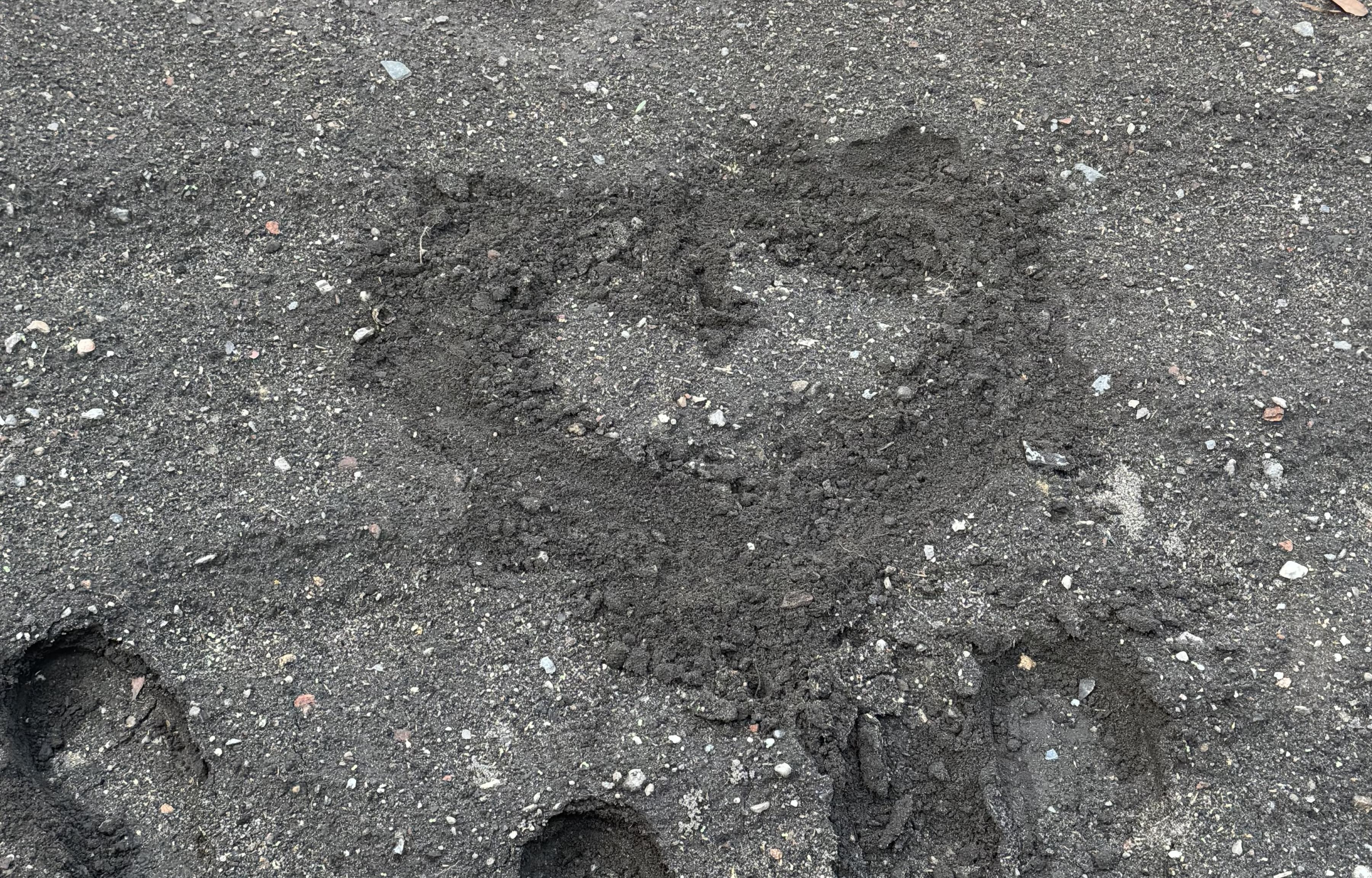 Zu sehen ist ein Herz in der Erde, wo gerade Samen eingesetzt wurden.