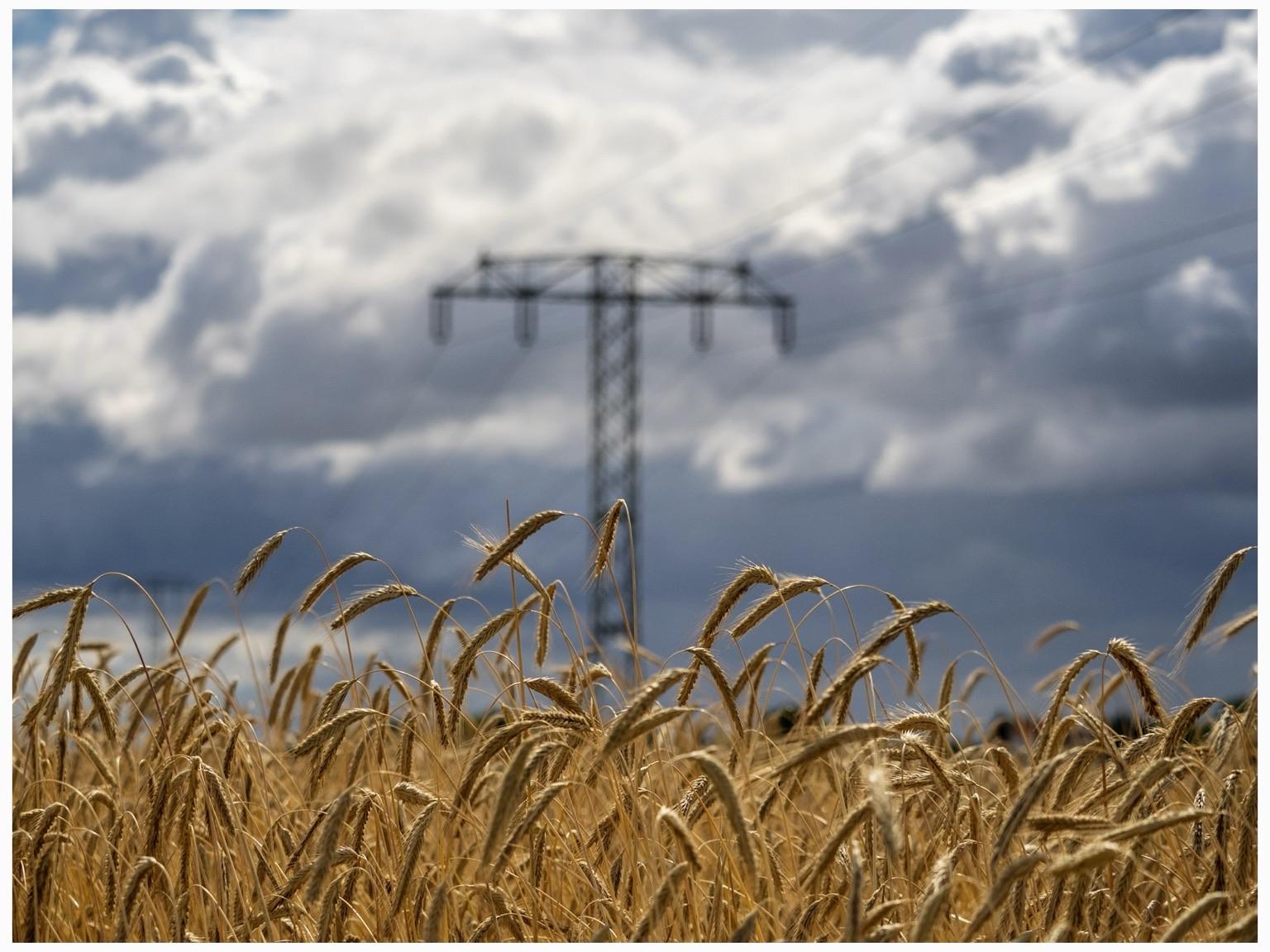 A field of golden wheat sways in the foreground, with a power line tower visible in the blurred background. The sky is filled with dramatic clouds, creating a contrast with the warm tones of the wheat.