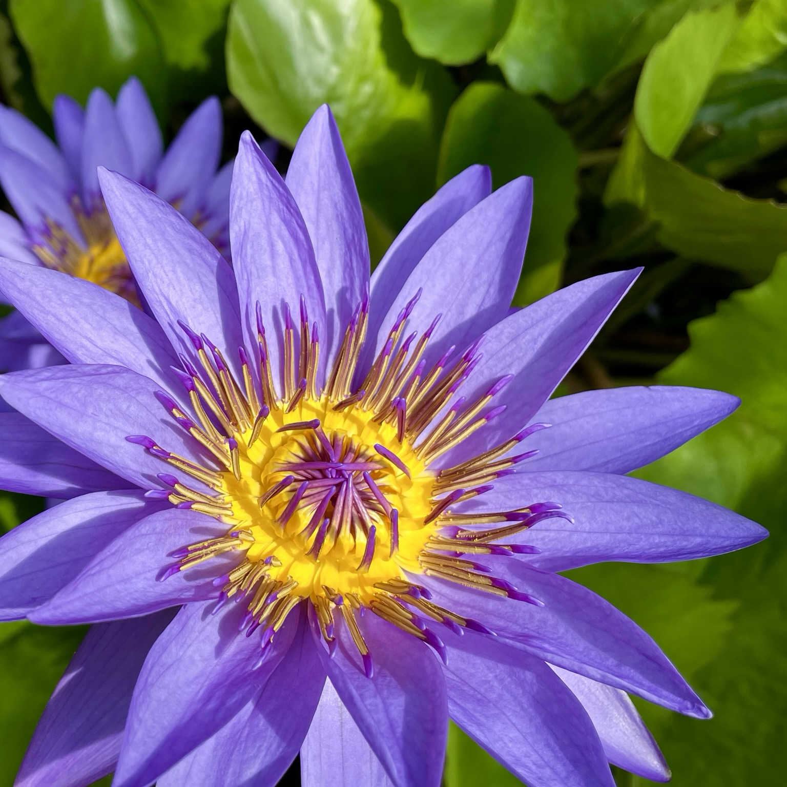Blüte einer Lotuspflanze
