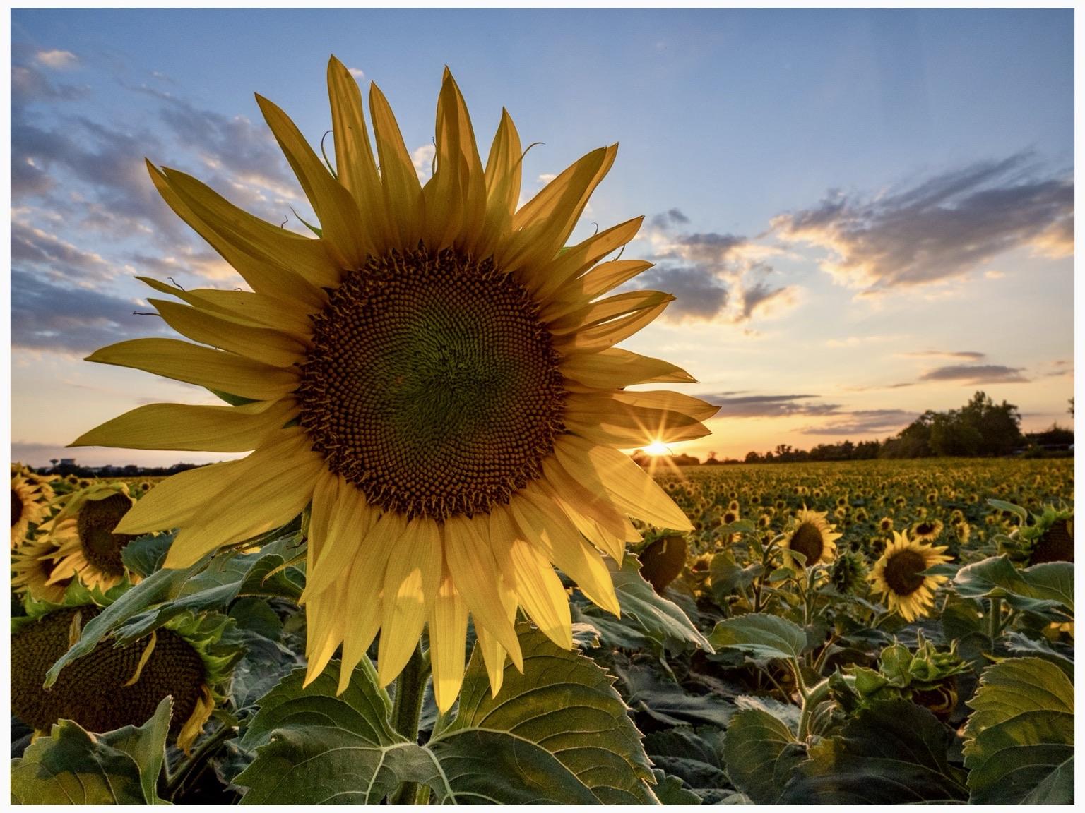 A close-up of a vibrant sunflower with its golden petals and textured center, set against a backdrop of a sunflower field illuminated by a sunset, featuring a colorful sky with clouds.