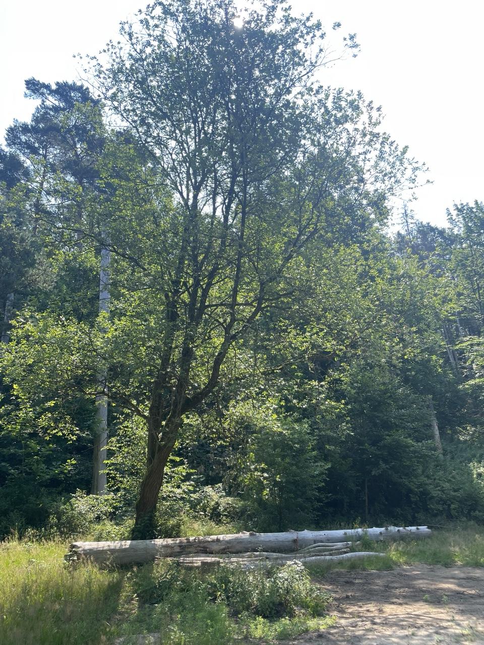 Foto vom 13.07.2026: Wiese und Wald. Überbleibsel vom Kletterwald sind noch erkennbar: die Baumstümpfe, mittlerweile teilweise liegend
