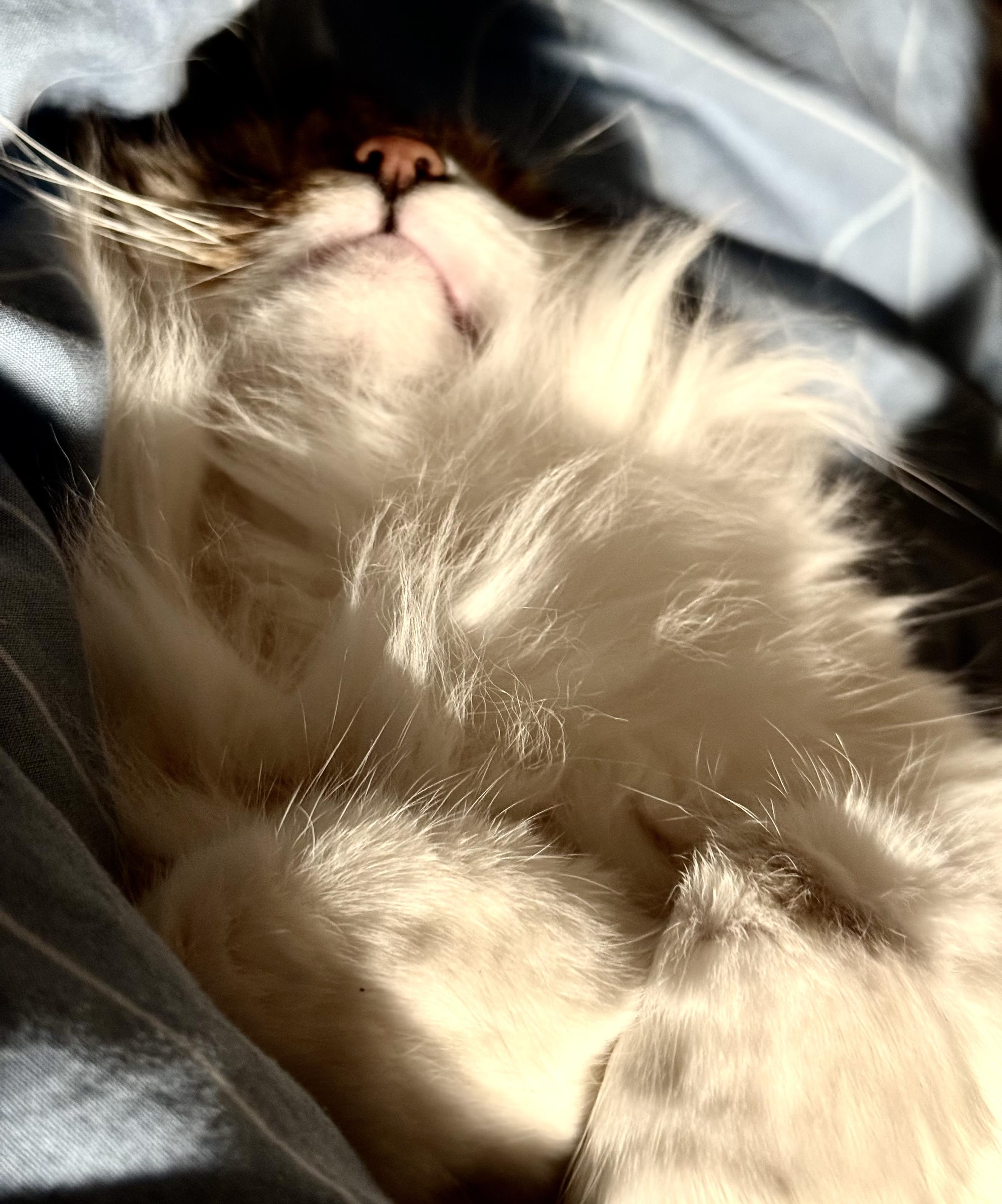 Oberkörper einer liegenden Langhaarkatze mit zerzaustem hellen Fell.