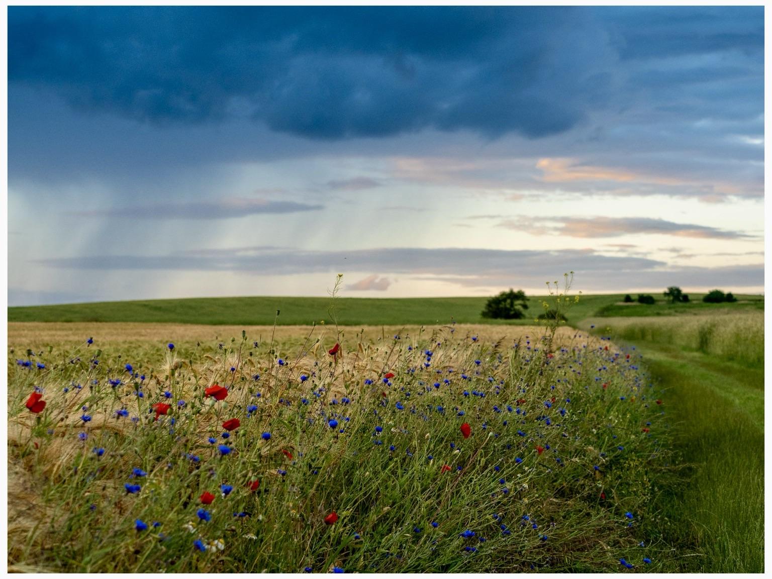 A scenic landscape featuring a dirt path bordered by colorful wildflowers in red and blue, leading through golden fields under a cloudy sky at sunset.