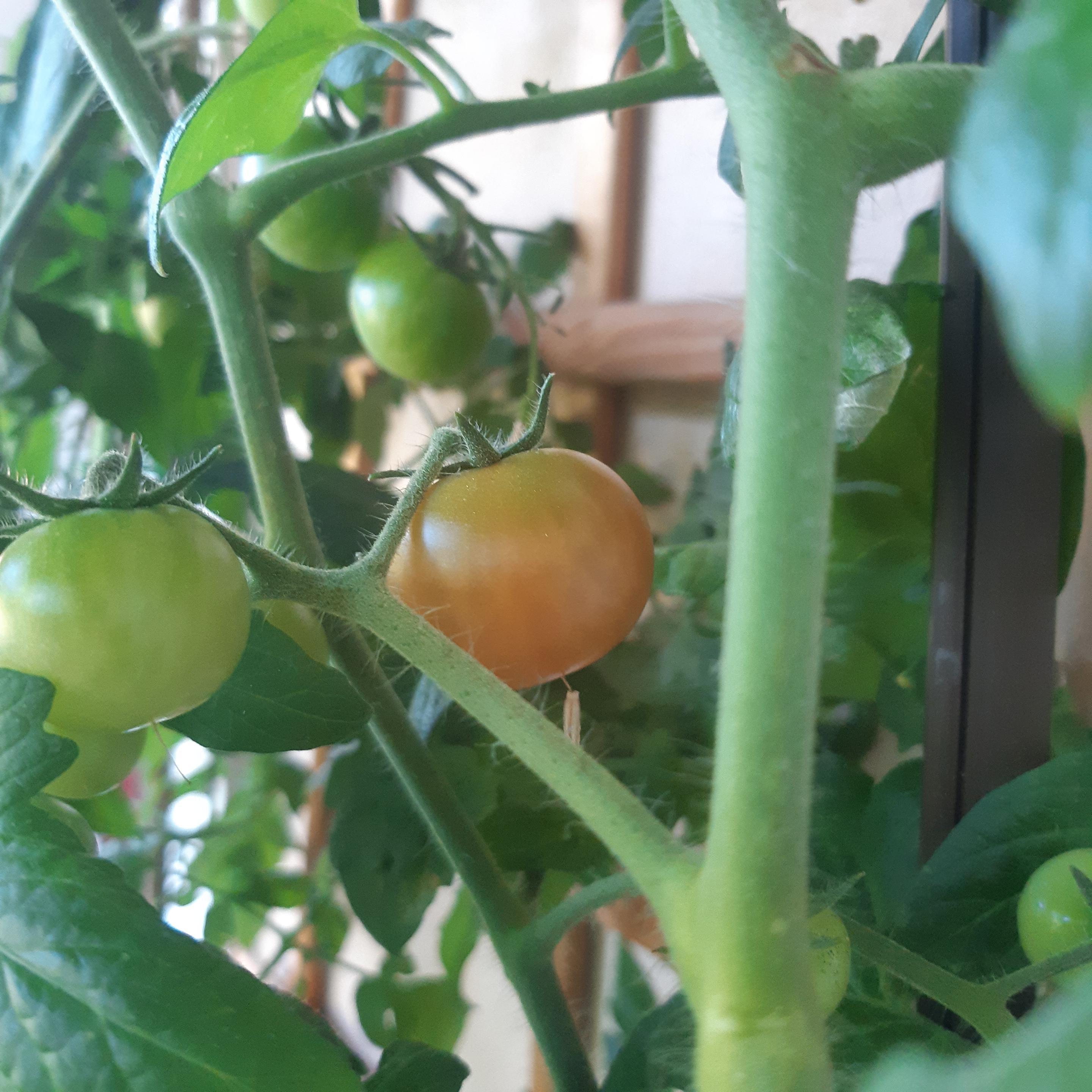 Kleine Tomate die bisschen rot wird