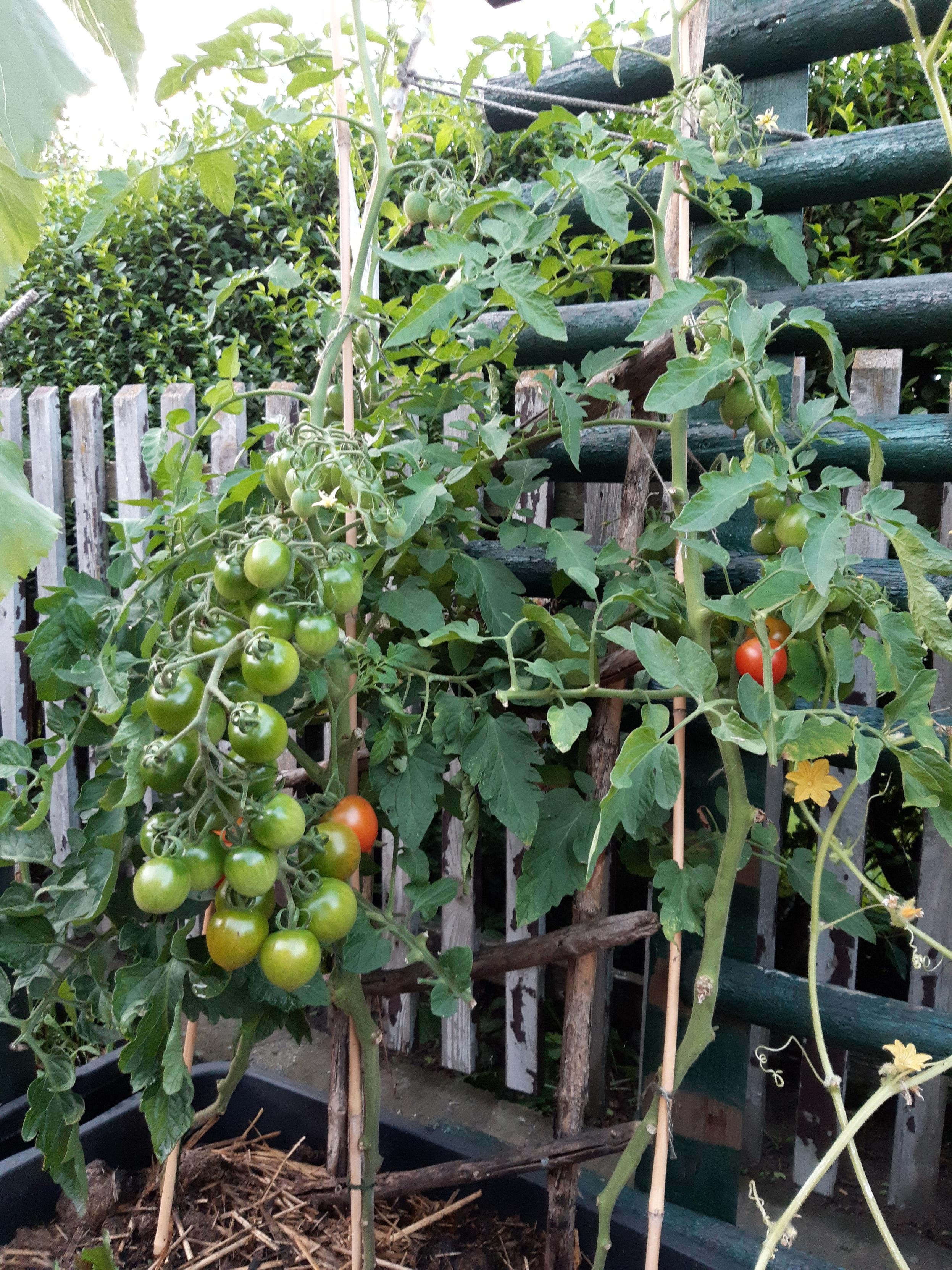 Drei Tomatenpflanzen in einem Kübel, die üppige Rispen voller grüner und leicht rötlicher Tomaten tragen.