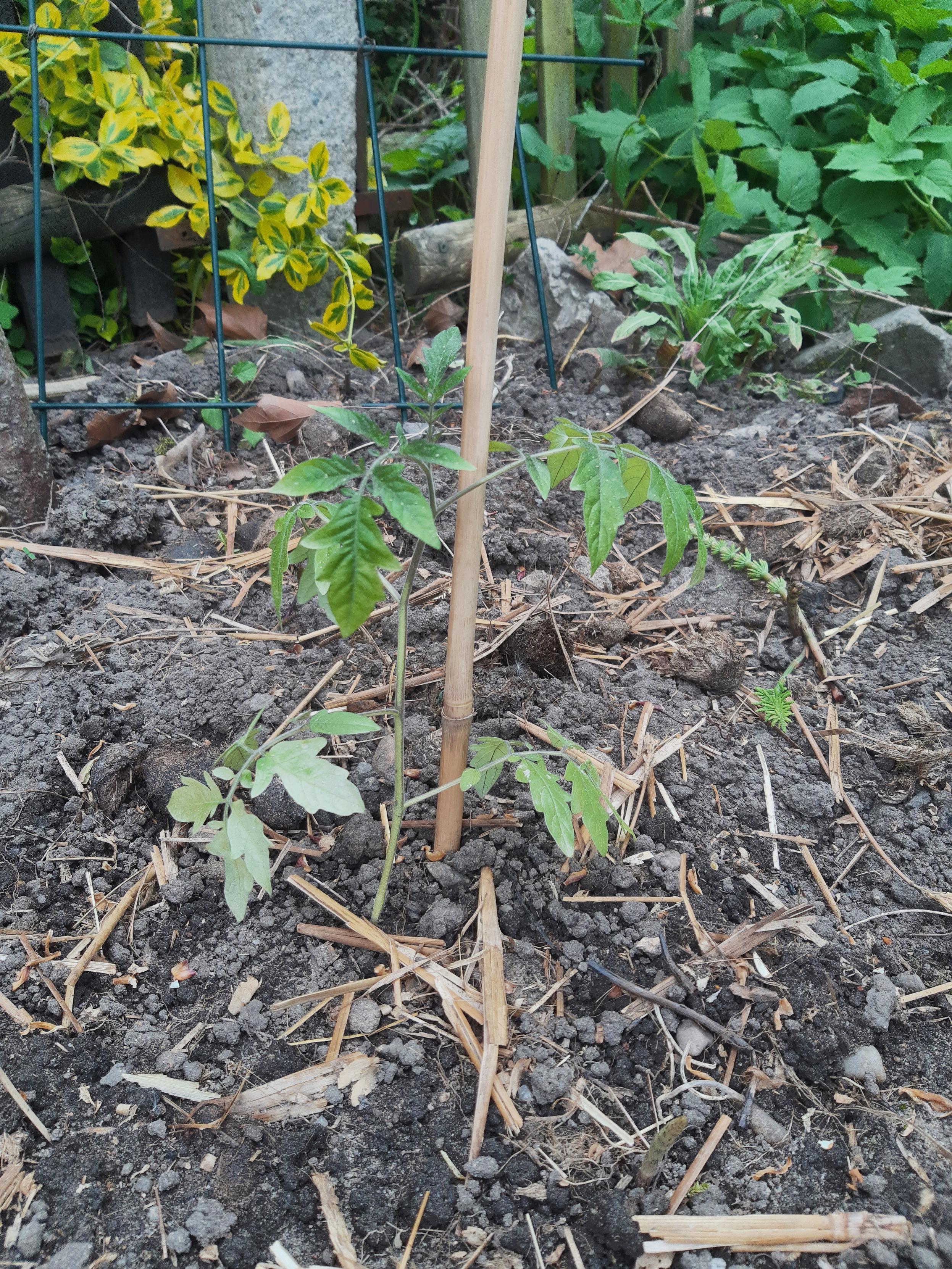 Mickrige Tomatenpflanze mit sehr dünnem Stängel und teilweise weißen Blättern