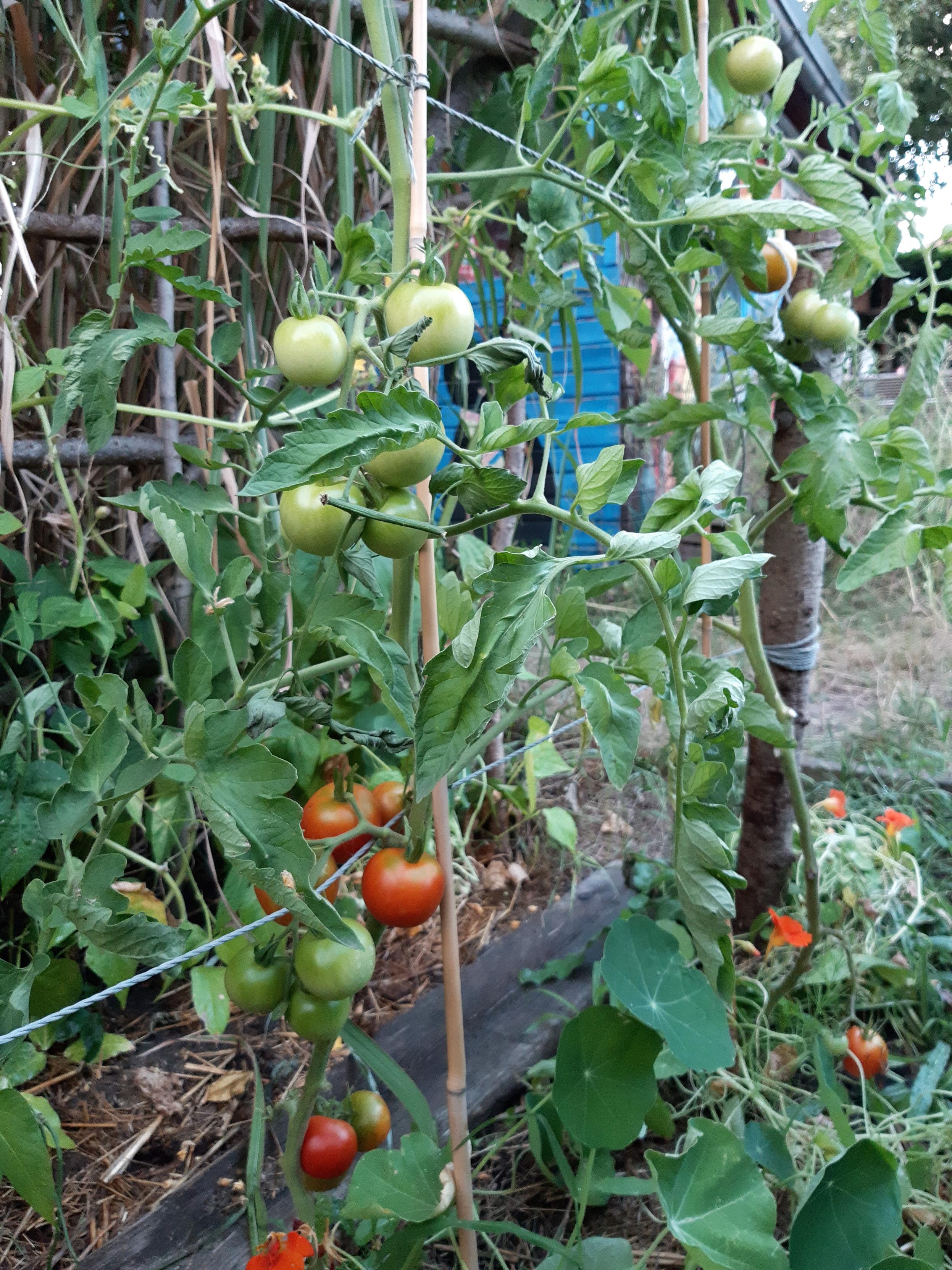 Tomatenpflanzen mit grünen und roten Früchten
