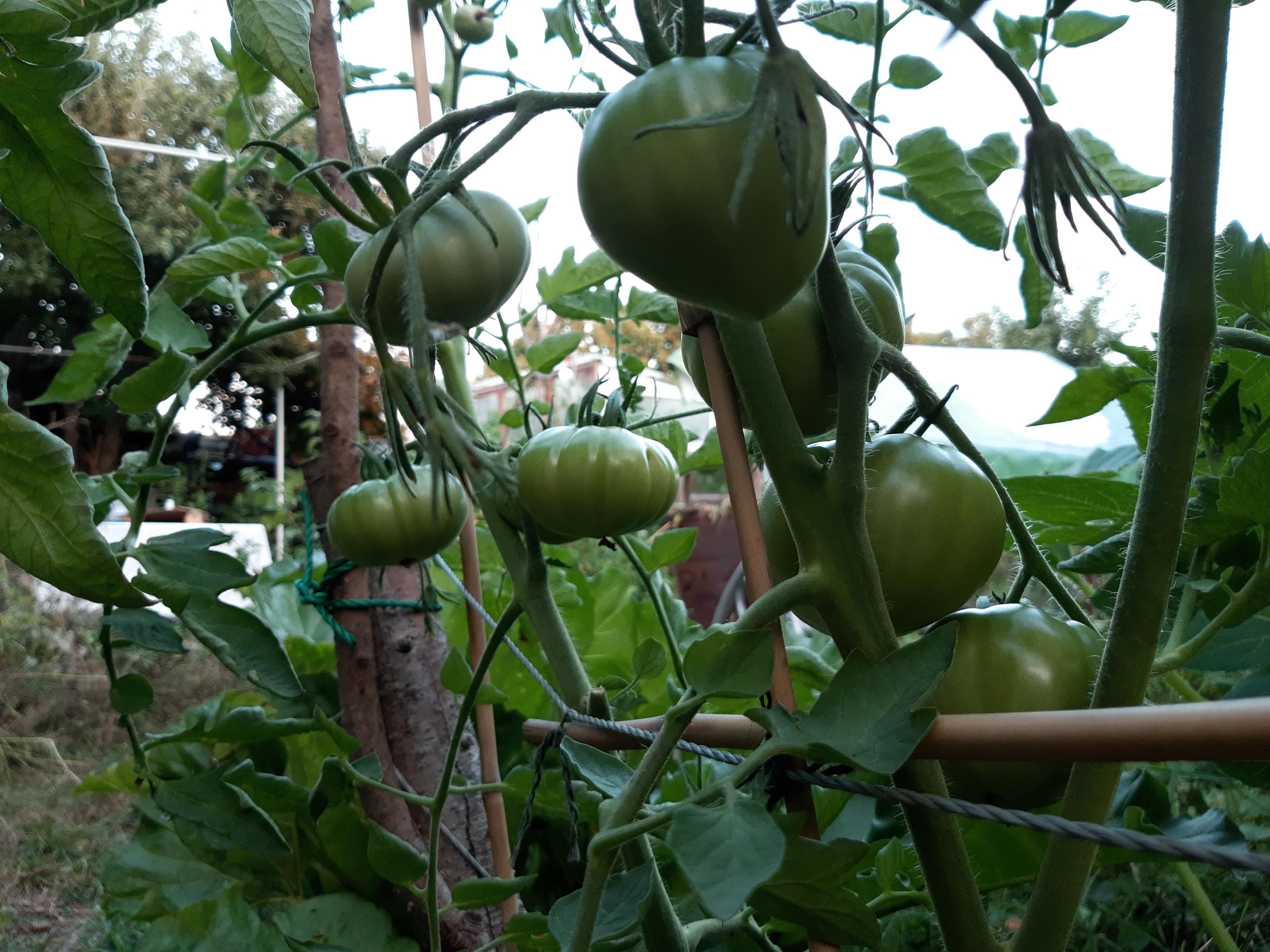 Tomatenpflanzen mit grünen Fleischtomaten