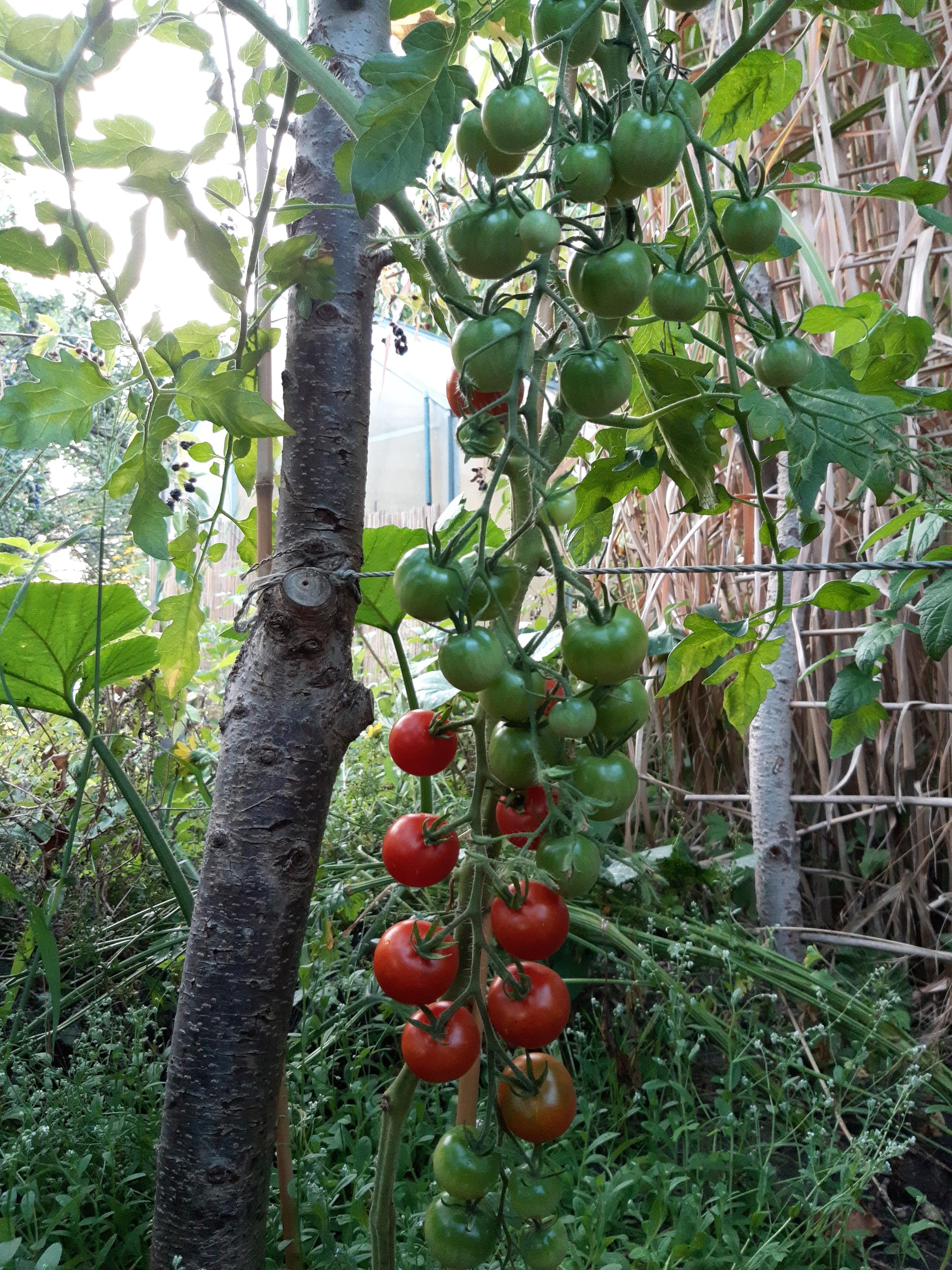 Tomatenpflanzen mit grünen und roten Früchten