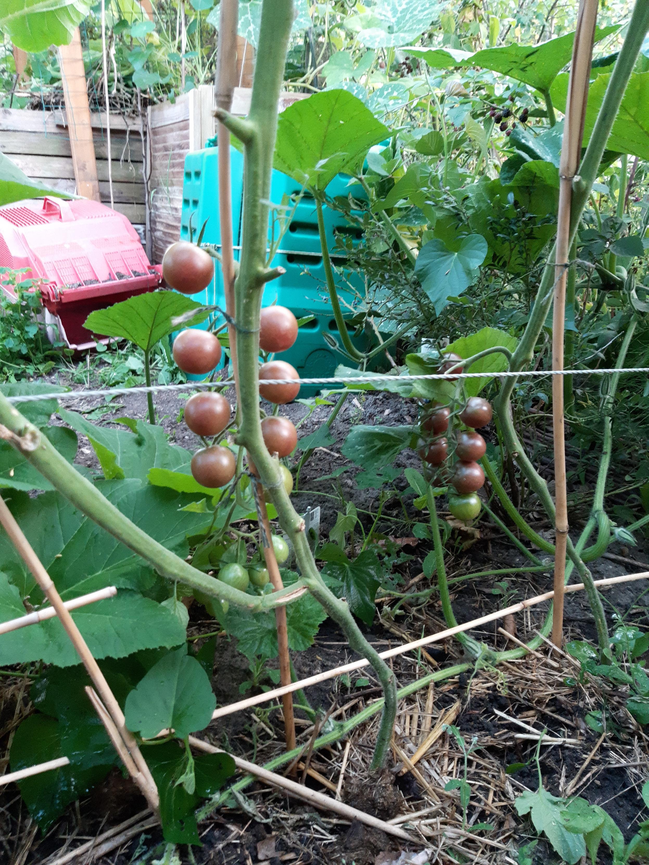 Tomatenpflanzen mit grünen und dunkelroten Früchten