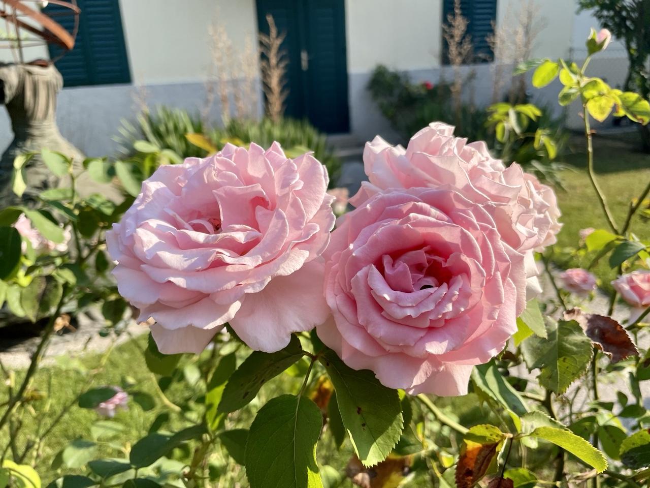 Drei rosafarbene Rosenblüten