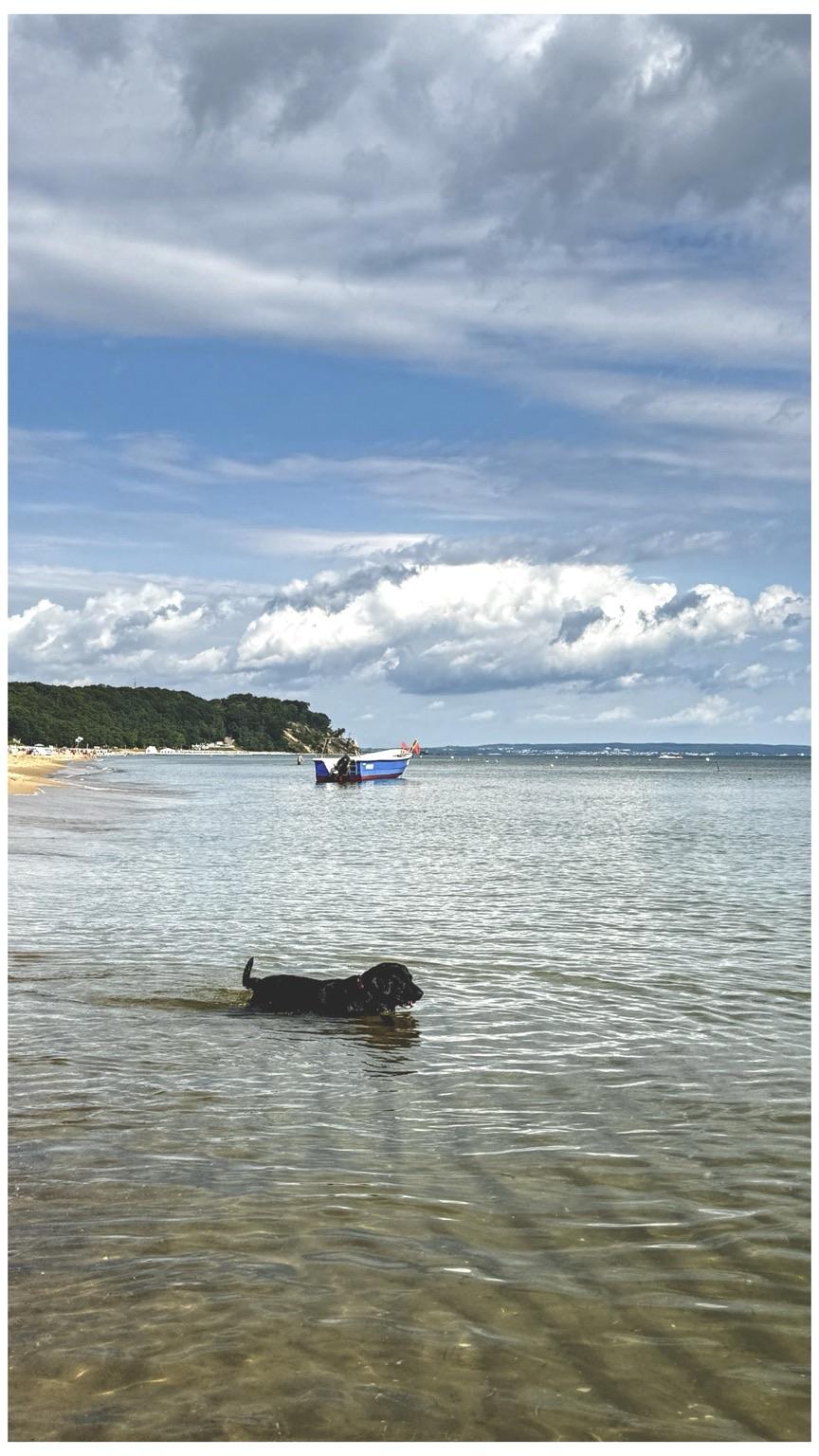A black dog is swimming in shallow water at the beach, with a blue and white boat in the background and a cloudy sky overhead.