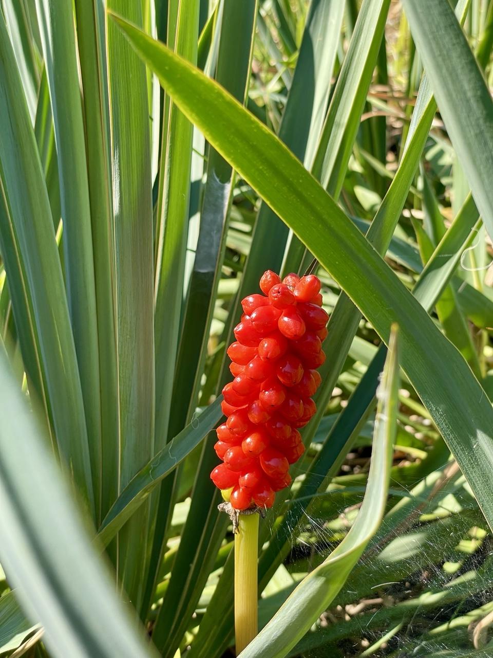 Roter Aronstab zwischen grüner Yucca