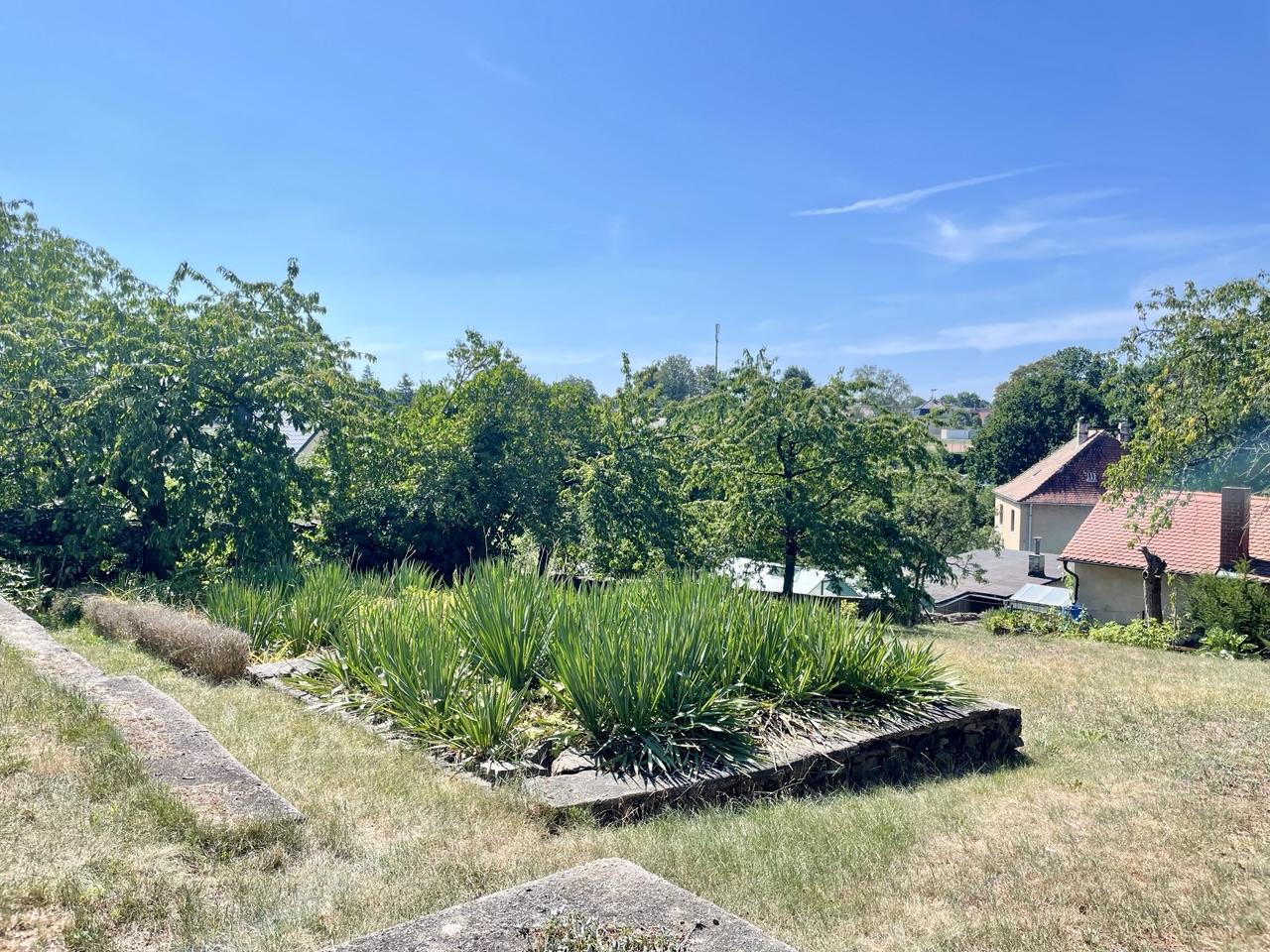 Grün-braune Wiese, Yucca im Beet, Bäume, Aussicht und blauer Himmel