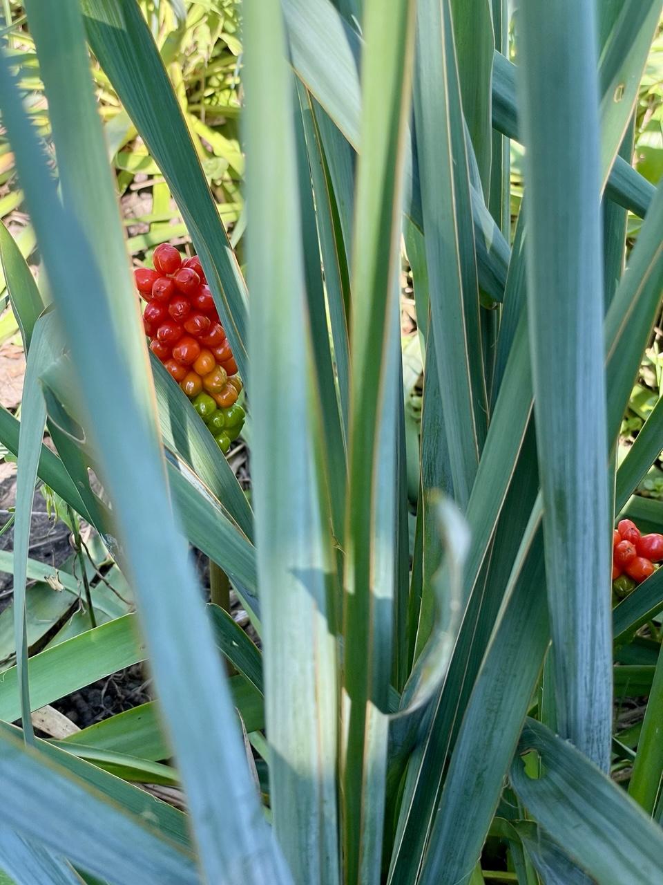 Roter Aronstab zwischen grünen Yucca