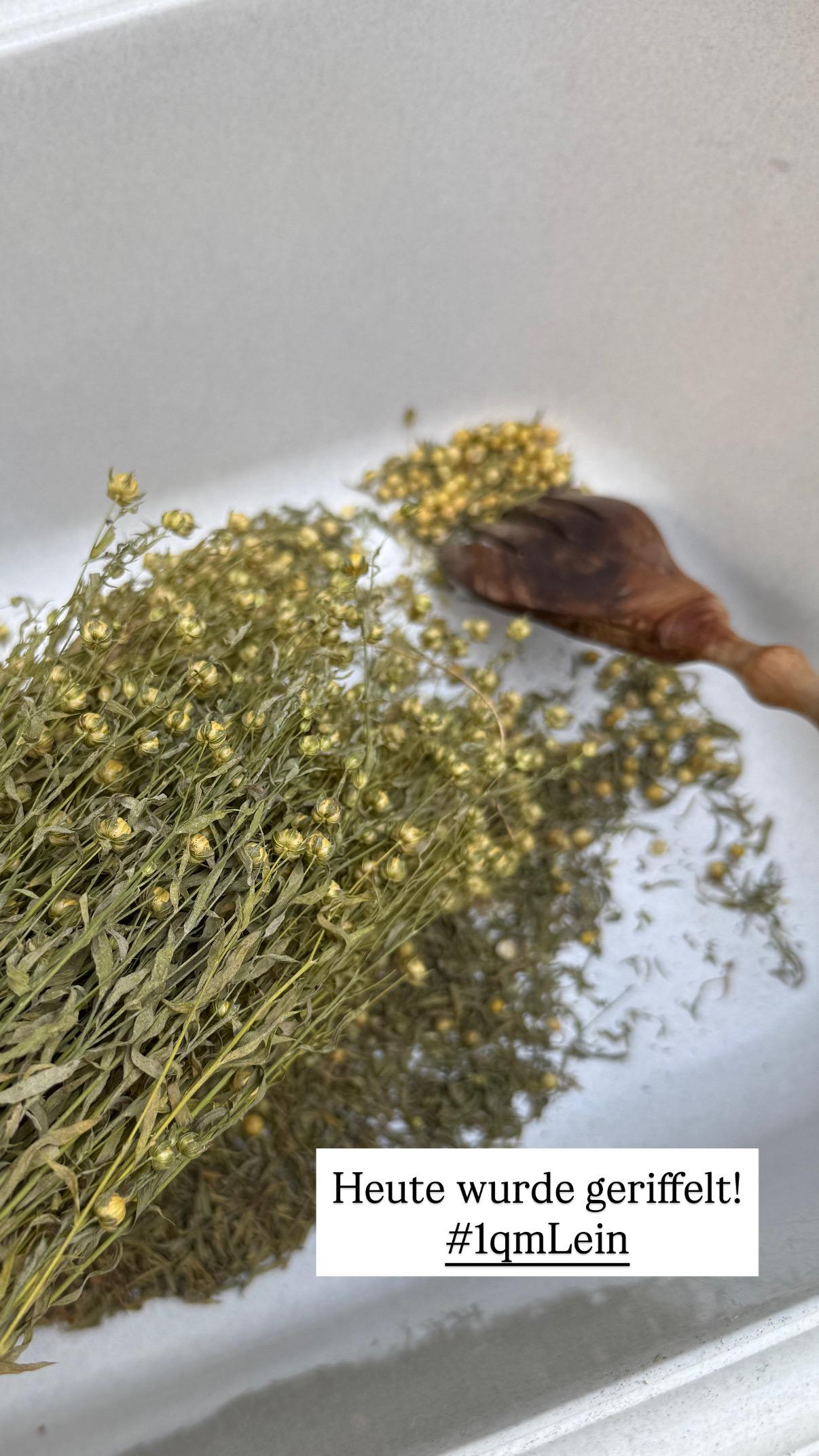 Mit einem Küchenkamm werden die Samenkapseln abgestreift